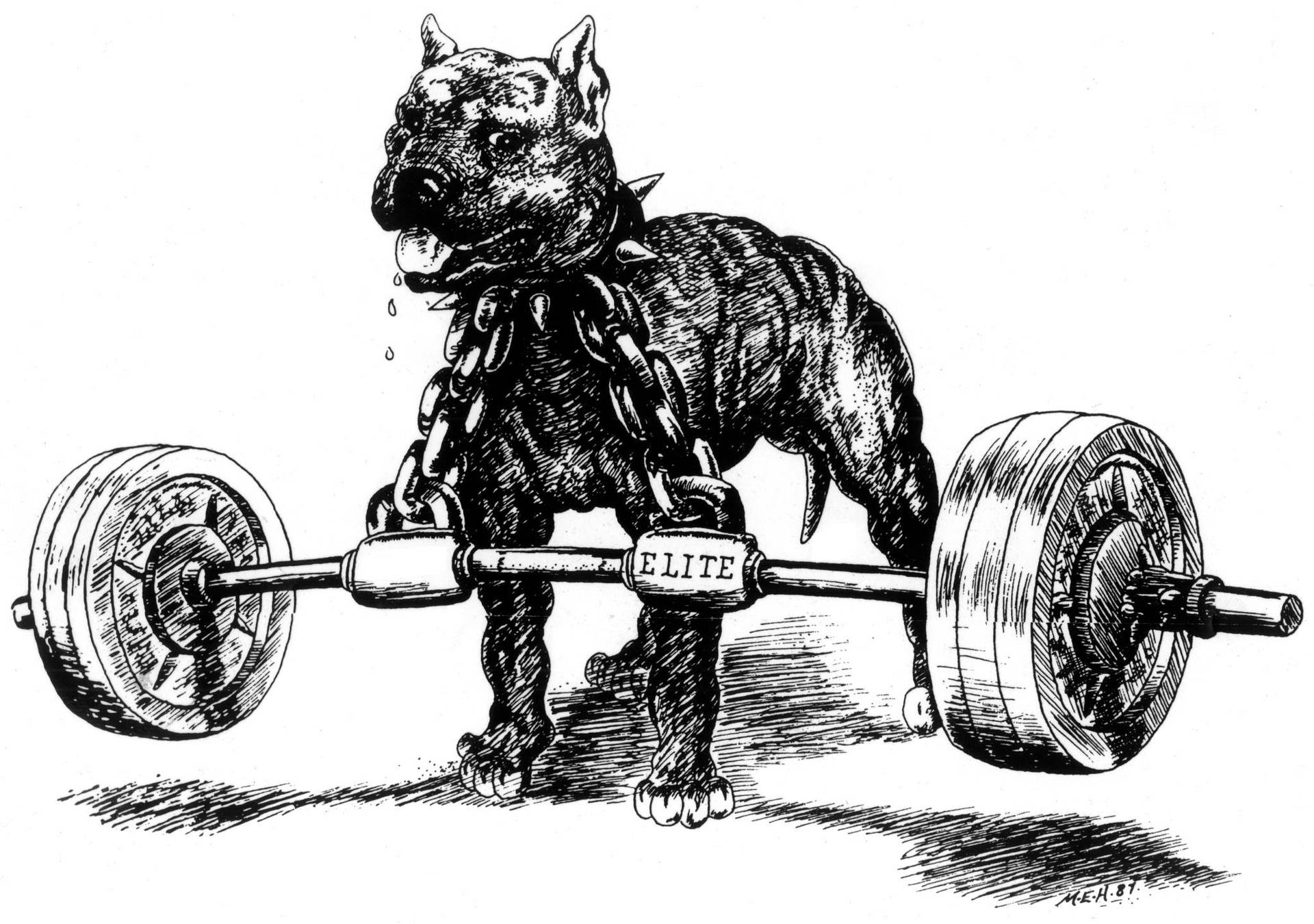 Pitbull Chained To Barbell Art Wallpaper