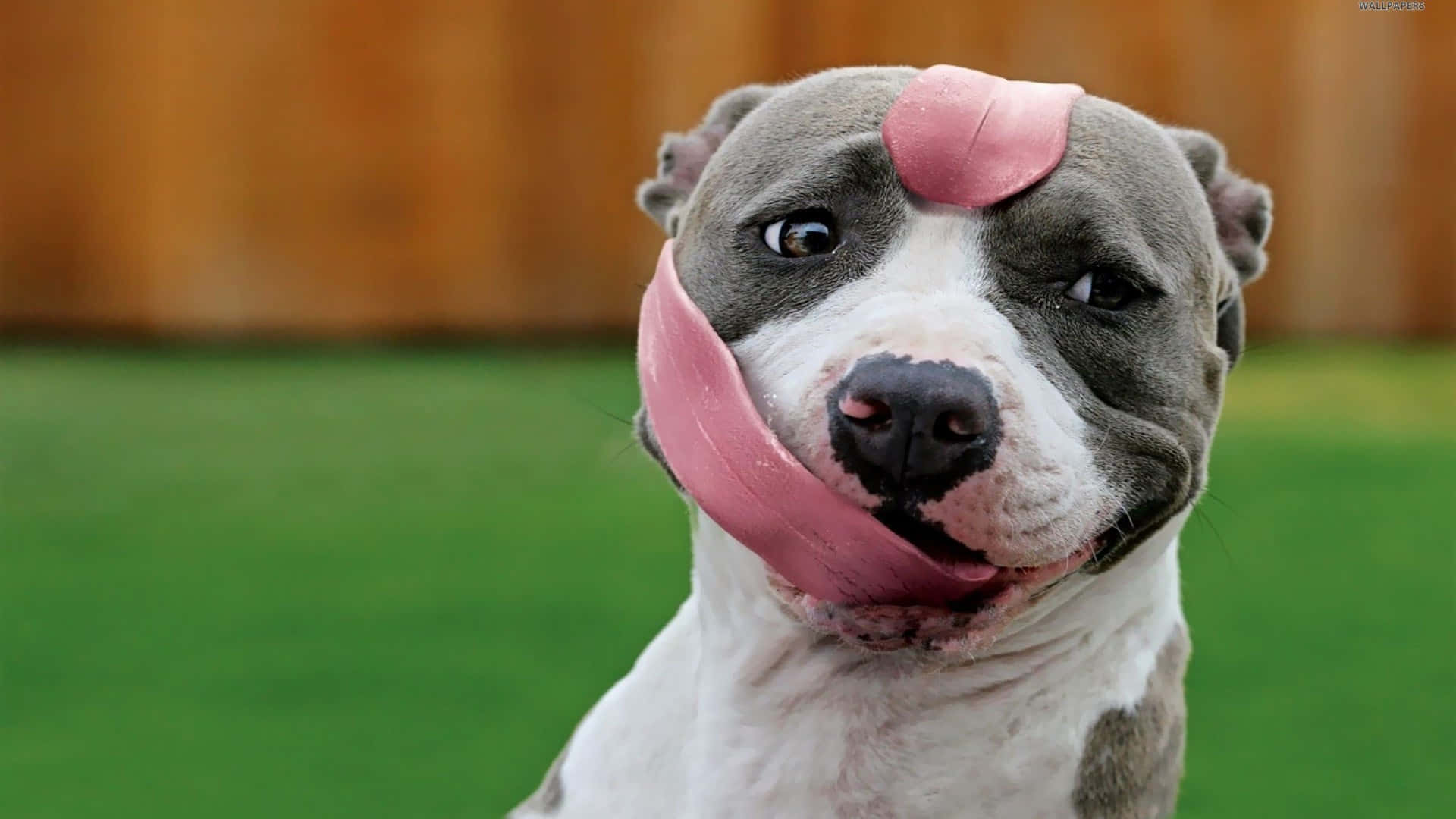 Pitbull Dog Long Tongue Wallpaper