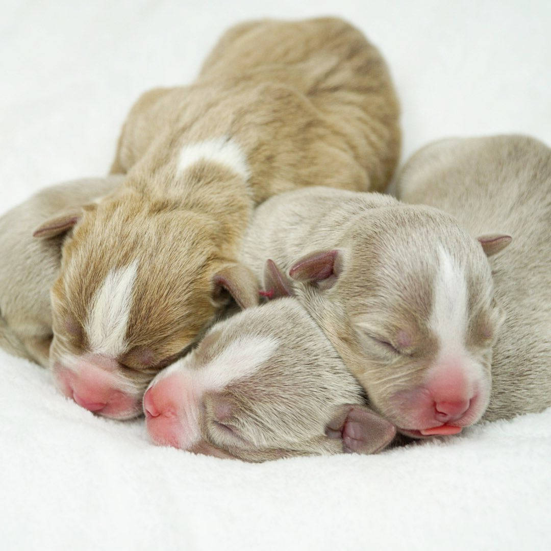 Pitbull Puppies Newborn Wallpaper