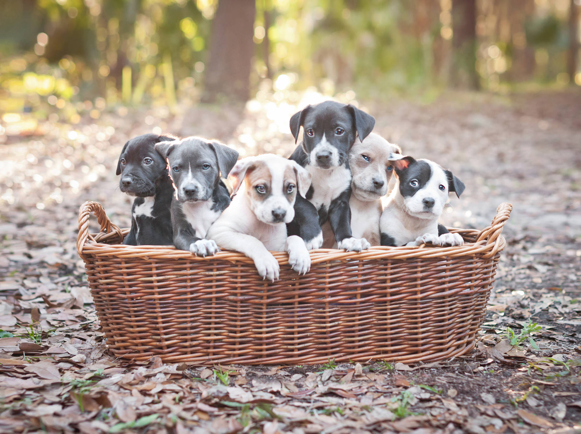 Adorable Pitbull Puppies Nestled in a Basket Wallpaper