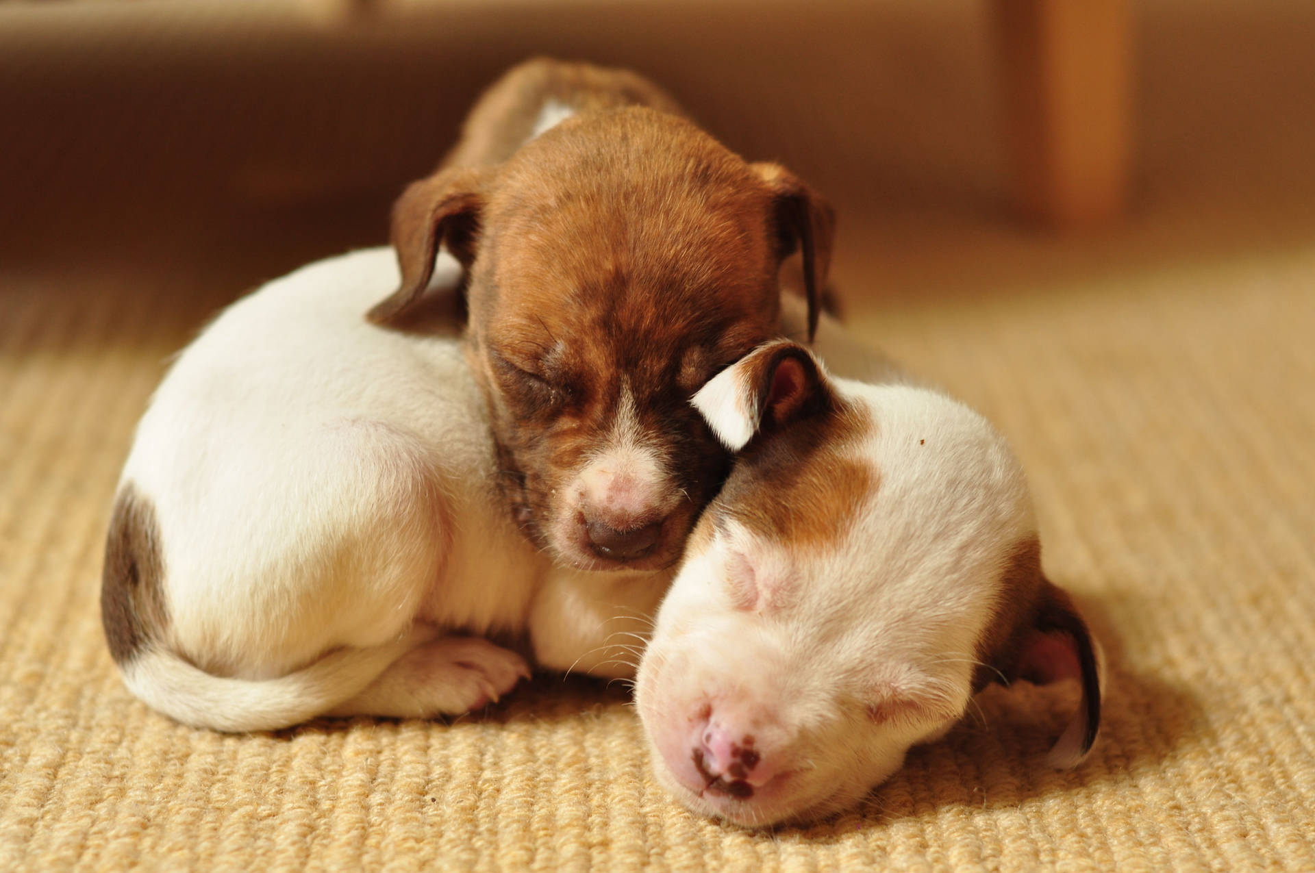 Pitbull Puppies Peacefully Sleeping Wallpaper