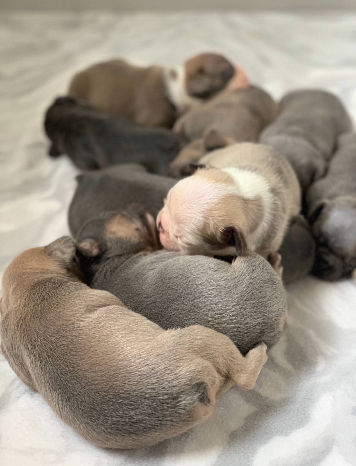 Pitbull Puppies Sleeping Wallpaper