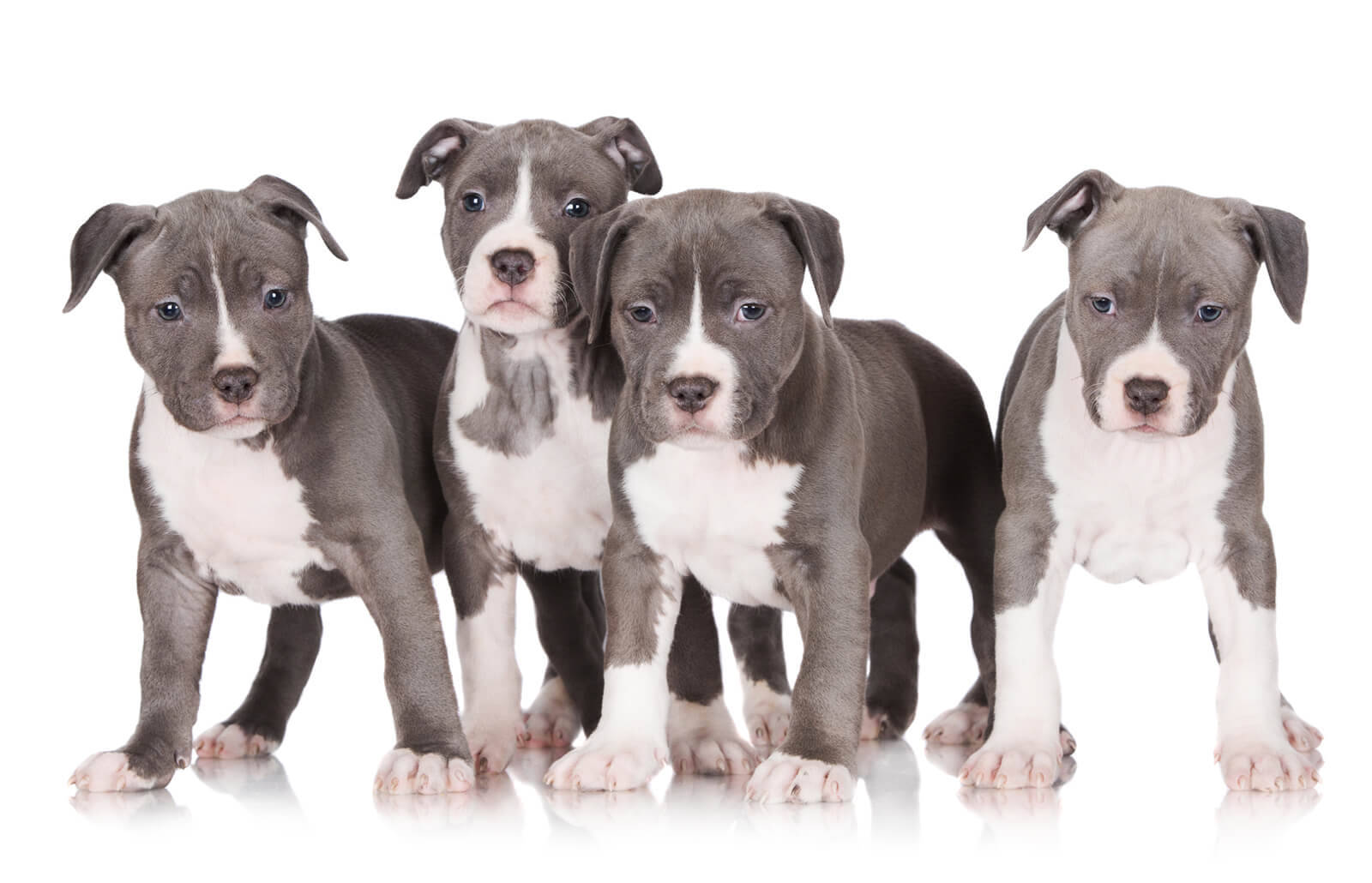 Pitbull Puppies Studio Shot Wallpaper
