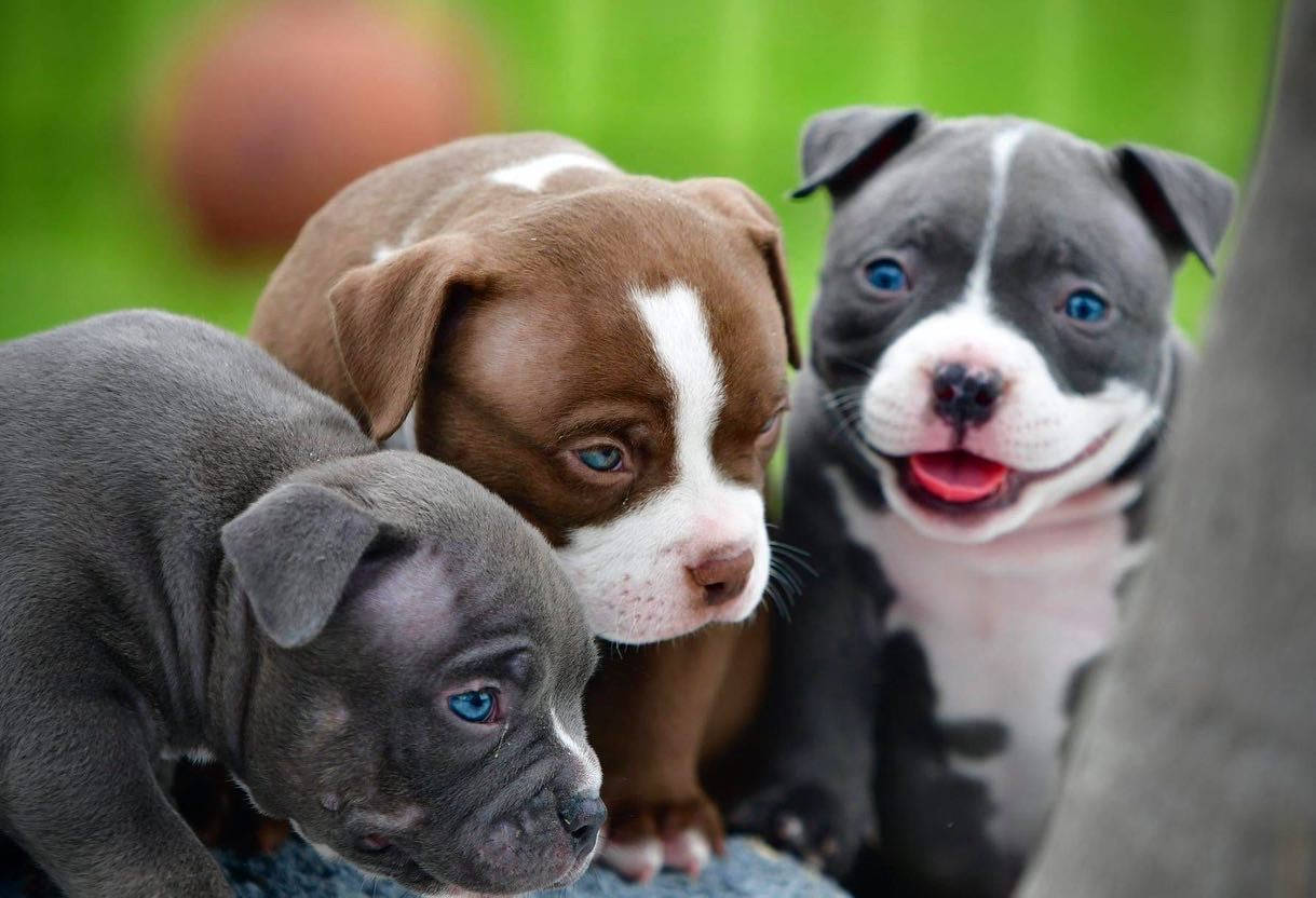 Top 999+ Pitbull Puppies Wallpaper Full HD, 4K✅Free to Use
