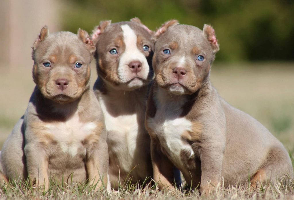 Pitbull Puppies With Clipped Ears Wallpaper