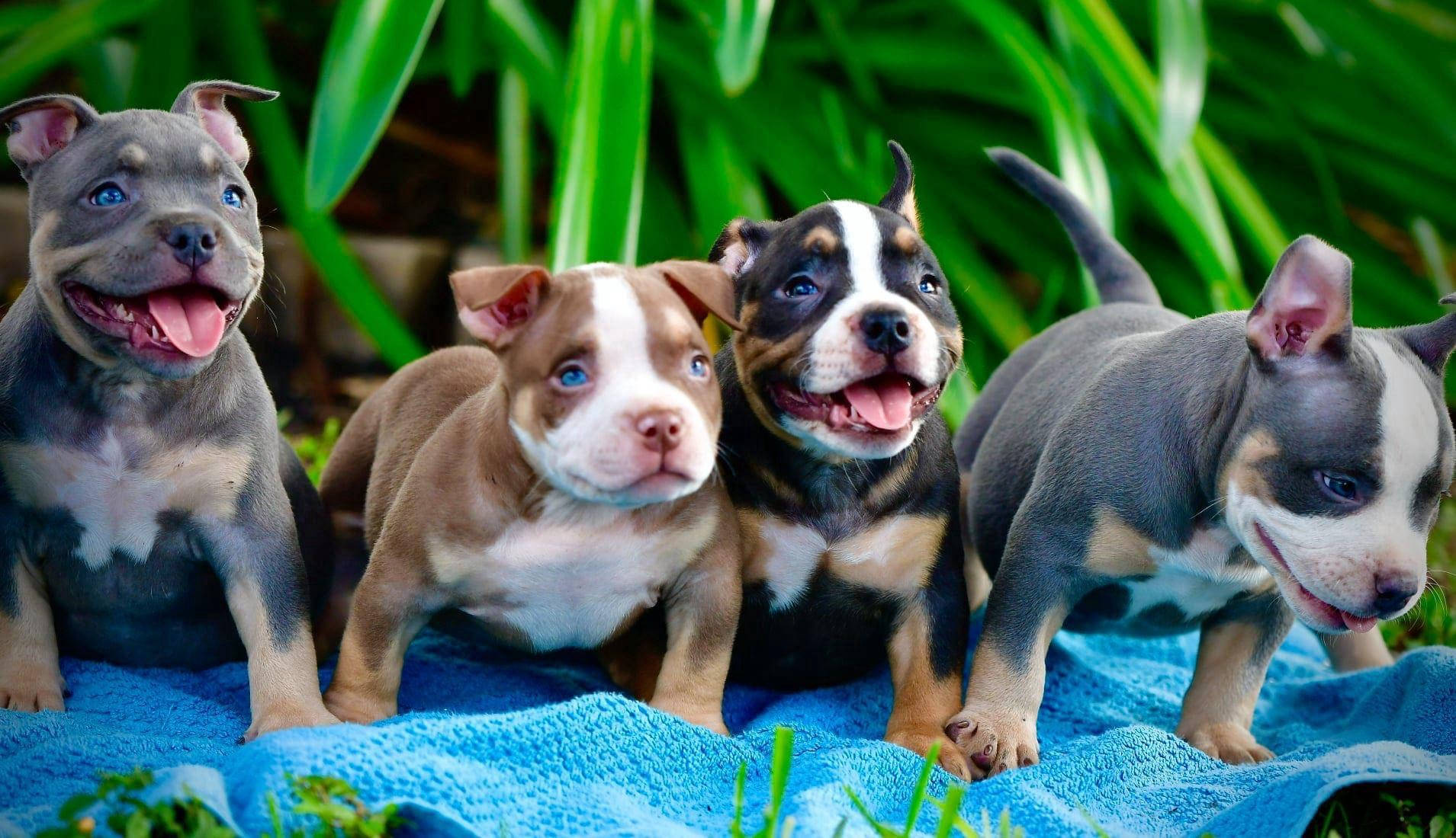 Pitbull Puppies With Happy Faces Wallpaper