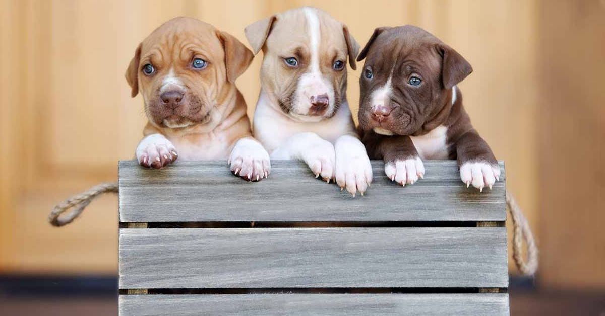 Pitbull Puppies With Shades Of Brown Wallpaper