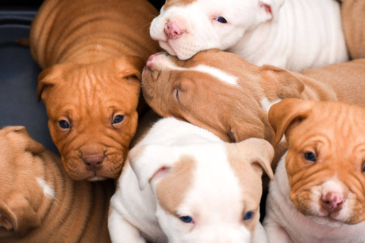 Pitbull Puppies With Wrinkly Bodies Wallpaper