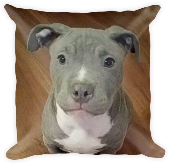 Pitbull Puppy Cushion Portrait PNG