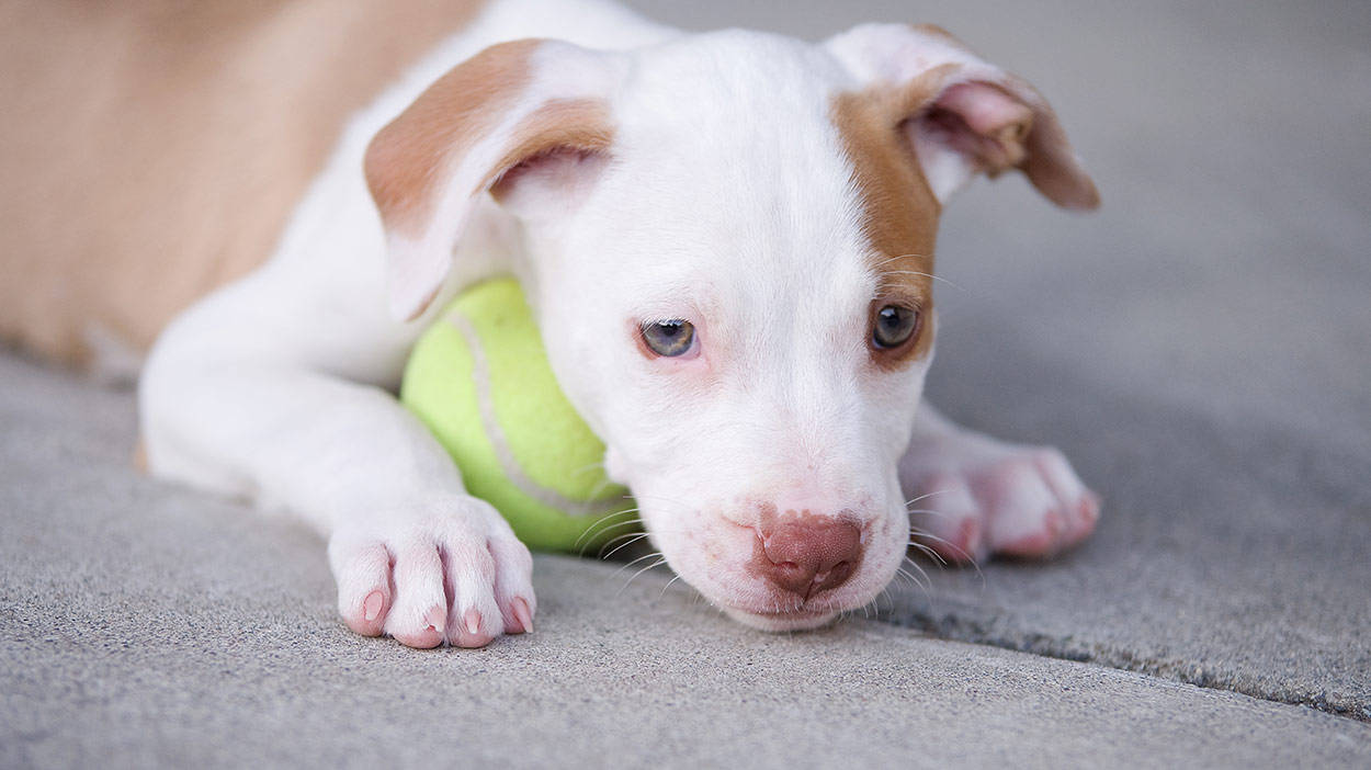 Pitbull Puppy Lying On Tennis Ball Wallpaper