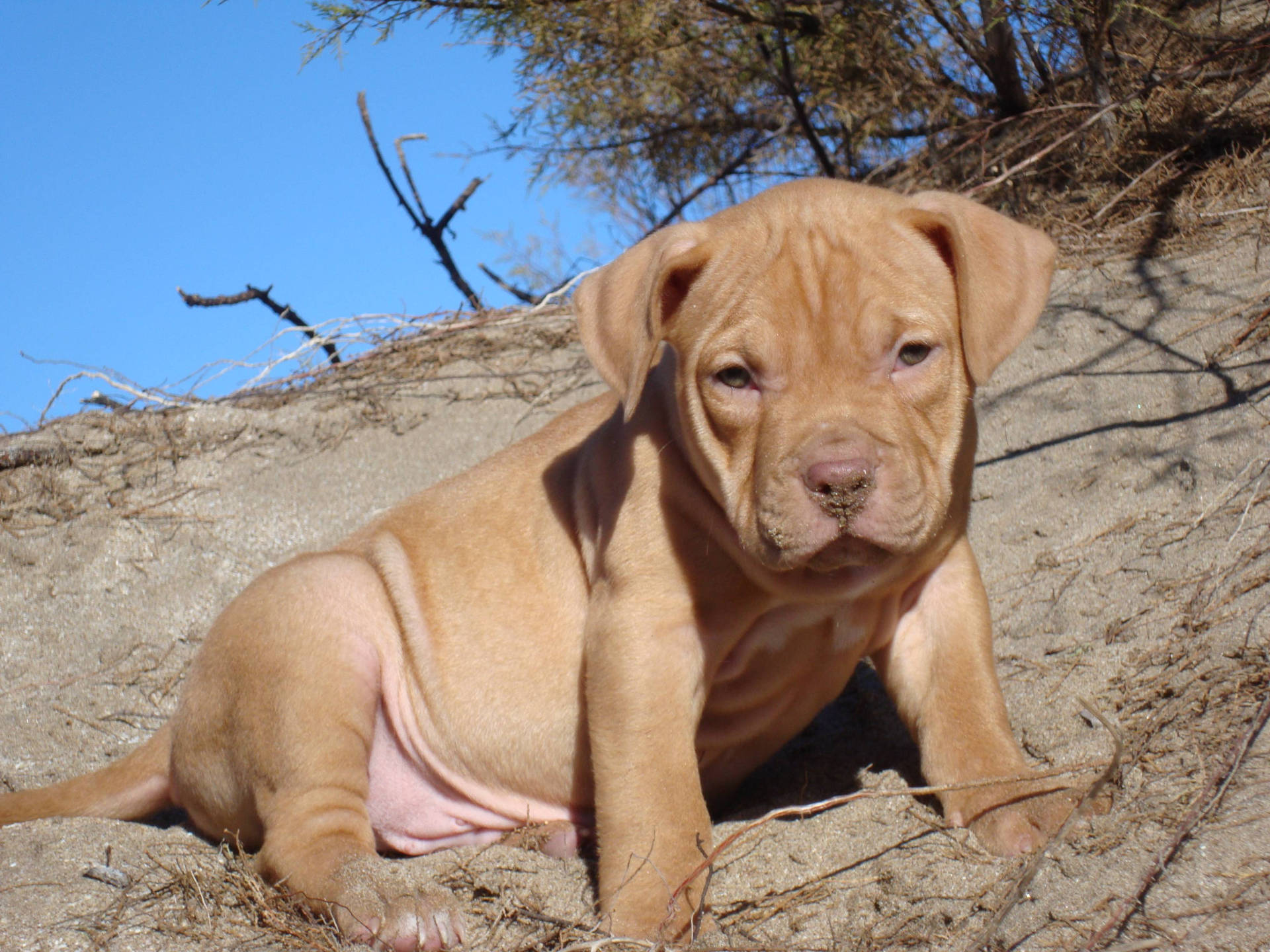 Pitbull Puppy On Sandy Ground Wallpaper