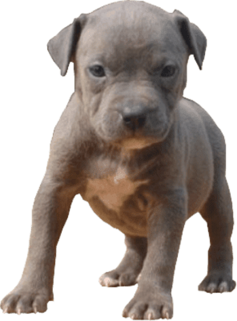 Pitbull Puppy Standing Transparent Background PNG