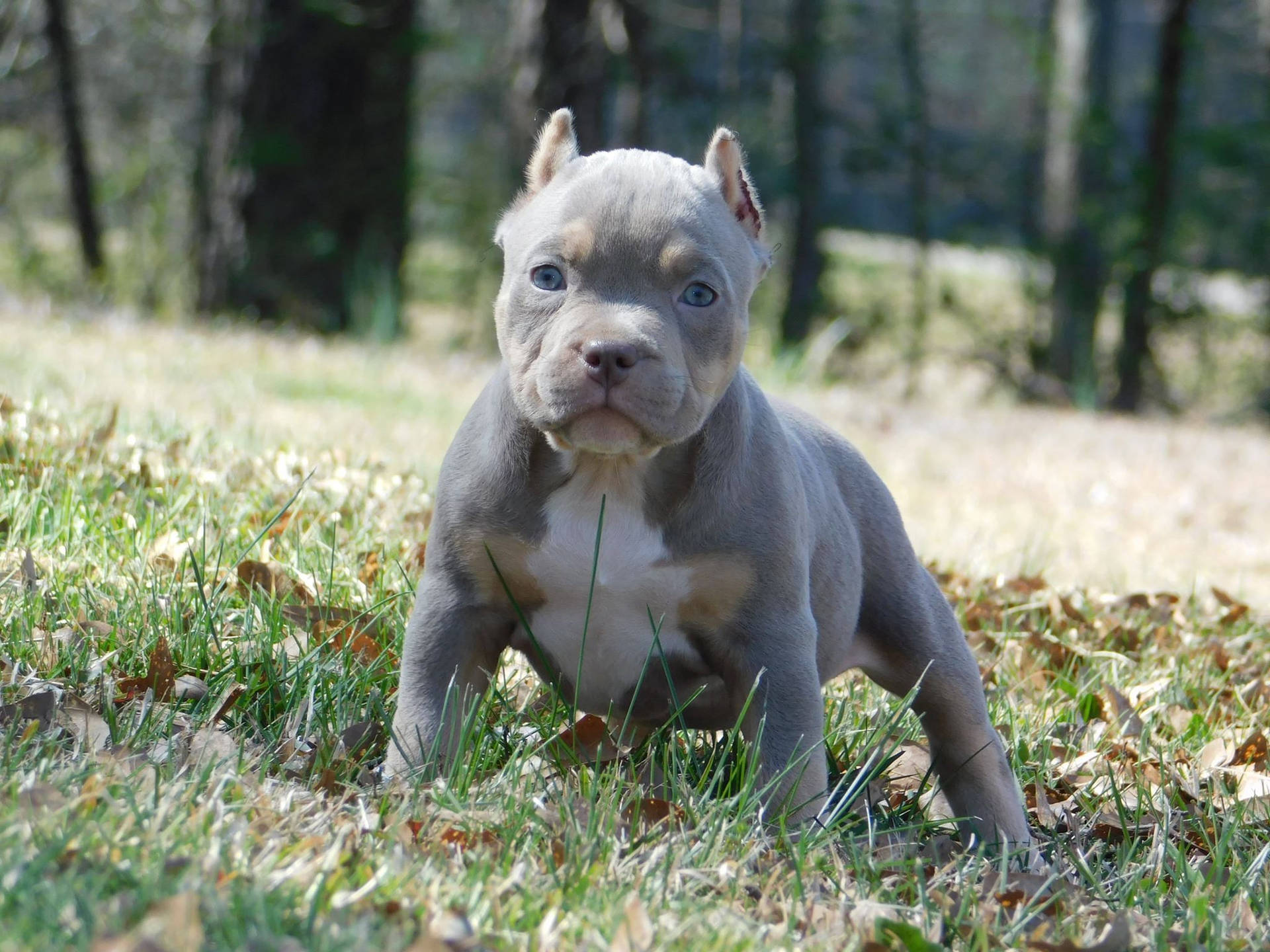 Adorable Ash Grey Pitbull Puppy Wallpaper