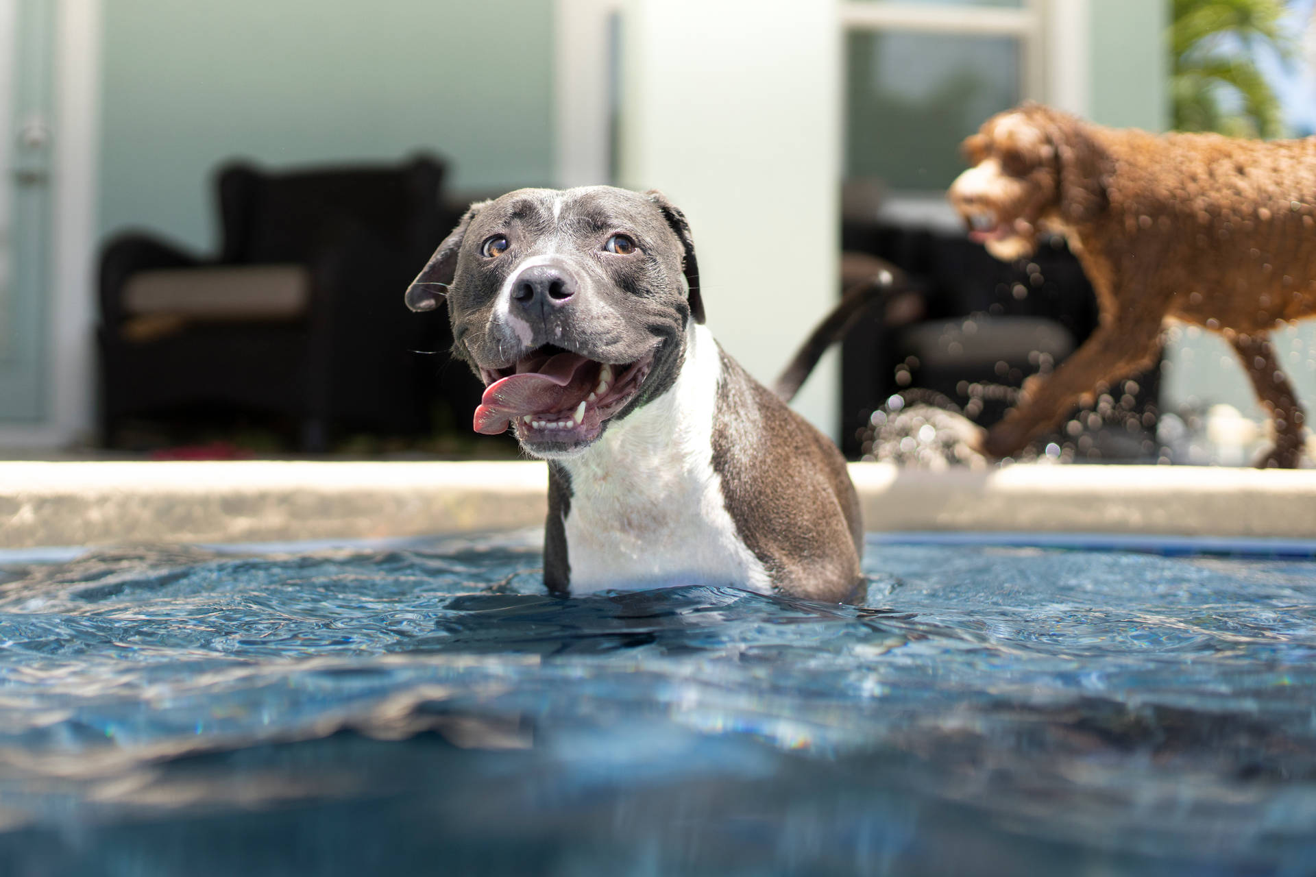 Pitbull Terrier Mix On Water Wallpaper