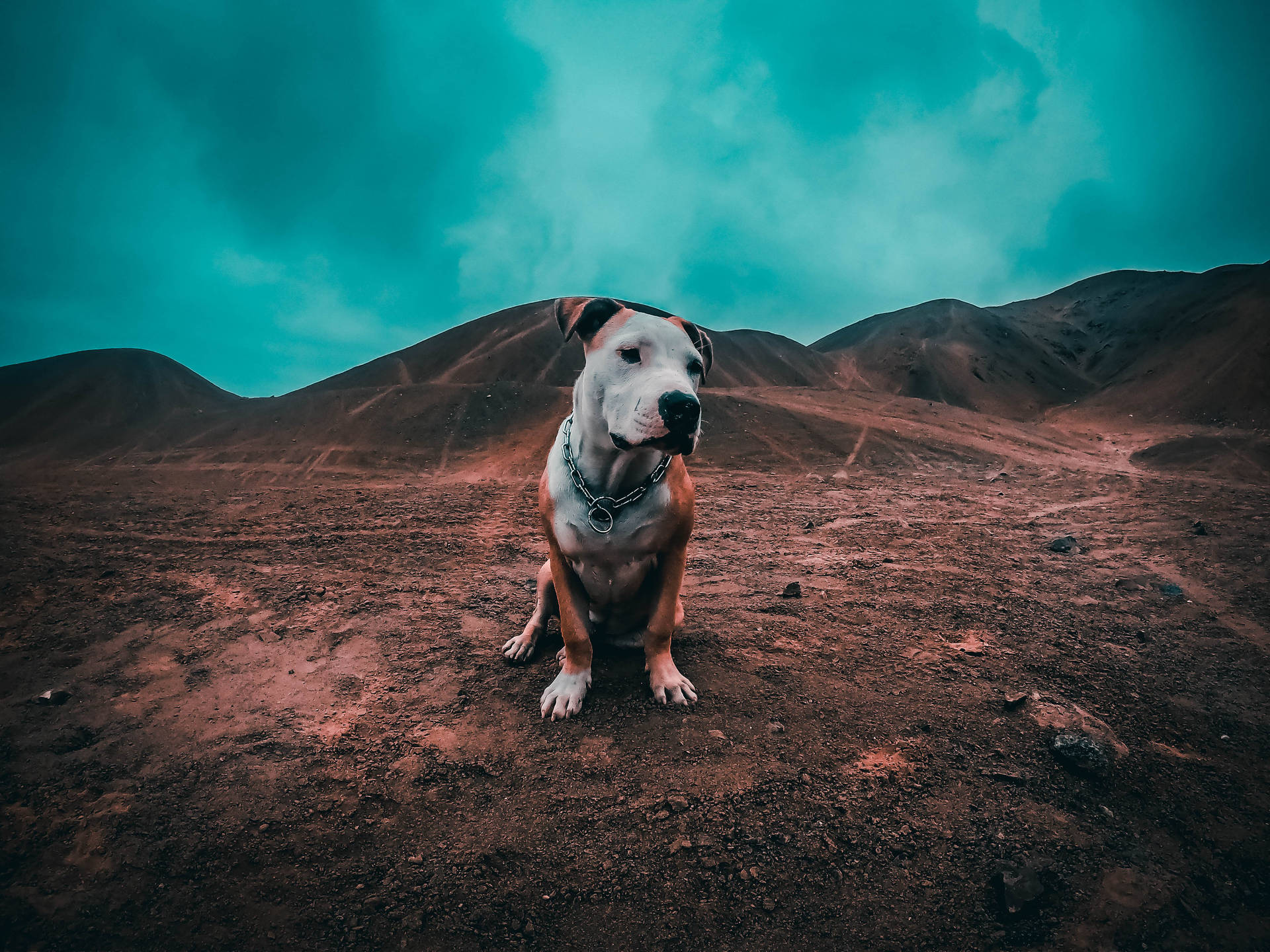 Pitbull Terrier On Soil