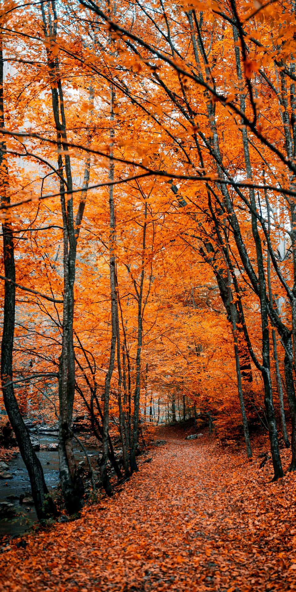 Goditii Vivaci Colori Dell'autunno Con Il Pixel 3