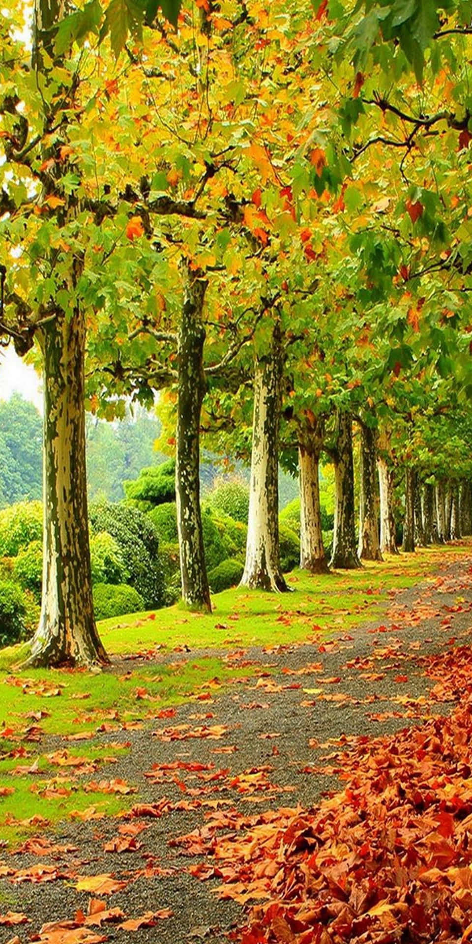 Catturale Foglie Vibranti Dell'autunno Con Il Pixel 3