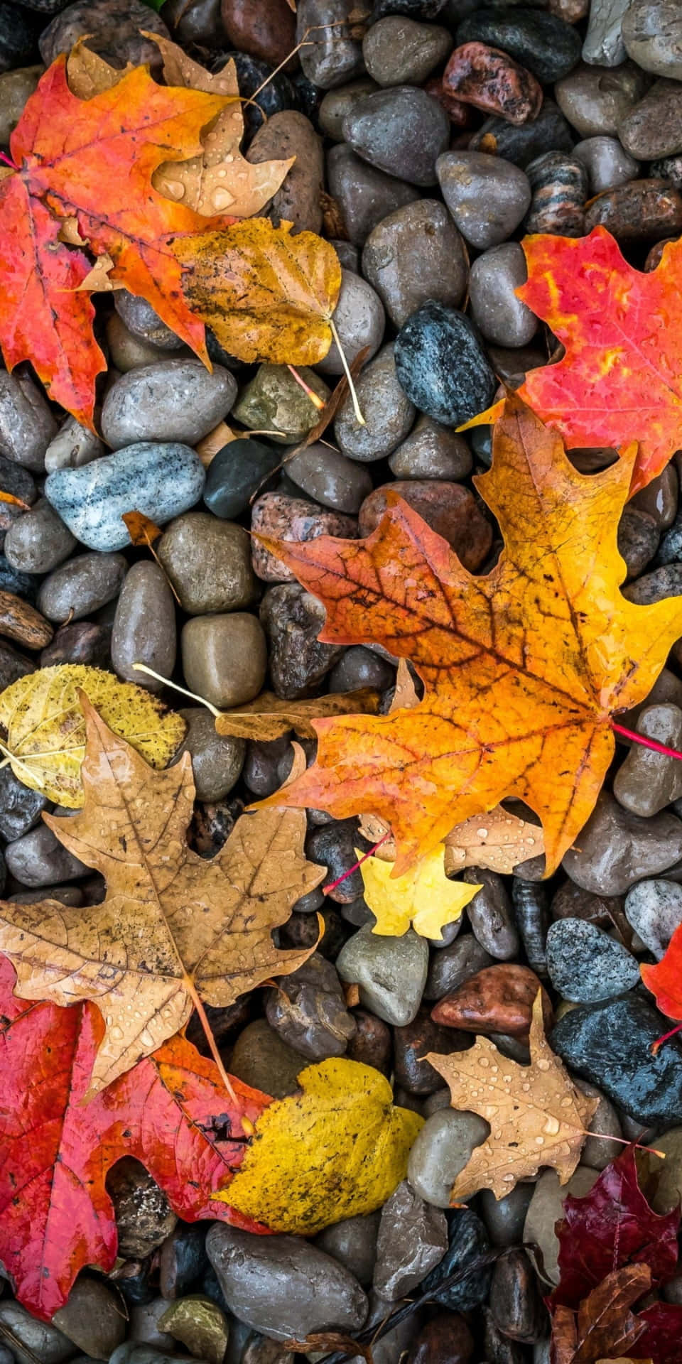 Goditii Colori Dell'autunno Con Il Pixel 3