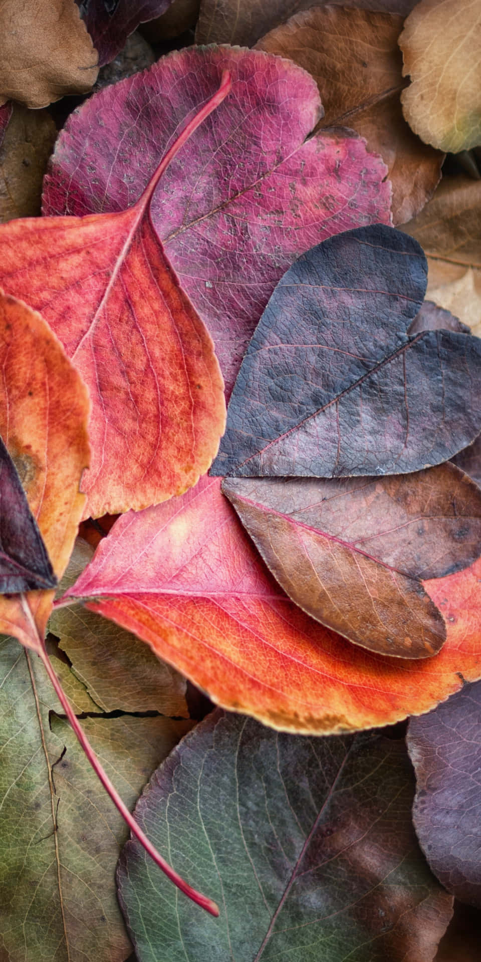 Genießensie Die Herbstlichen Freuden Mit Dem Pixel 3