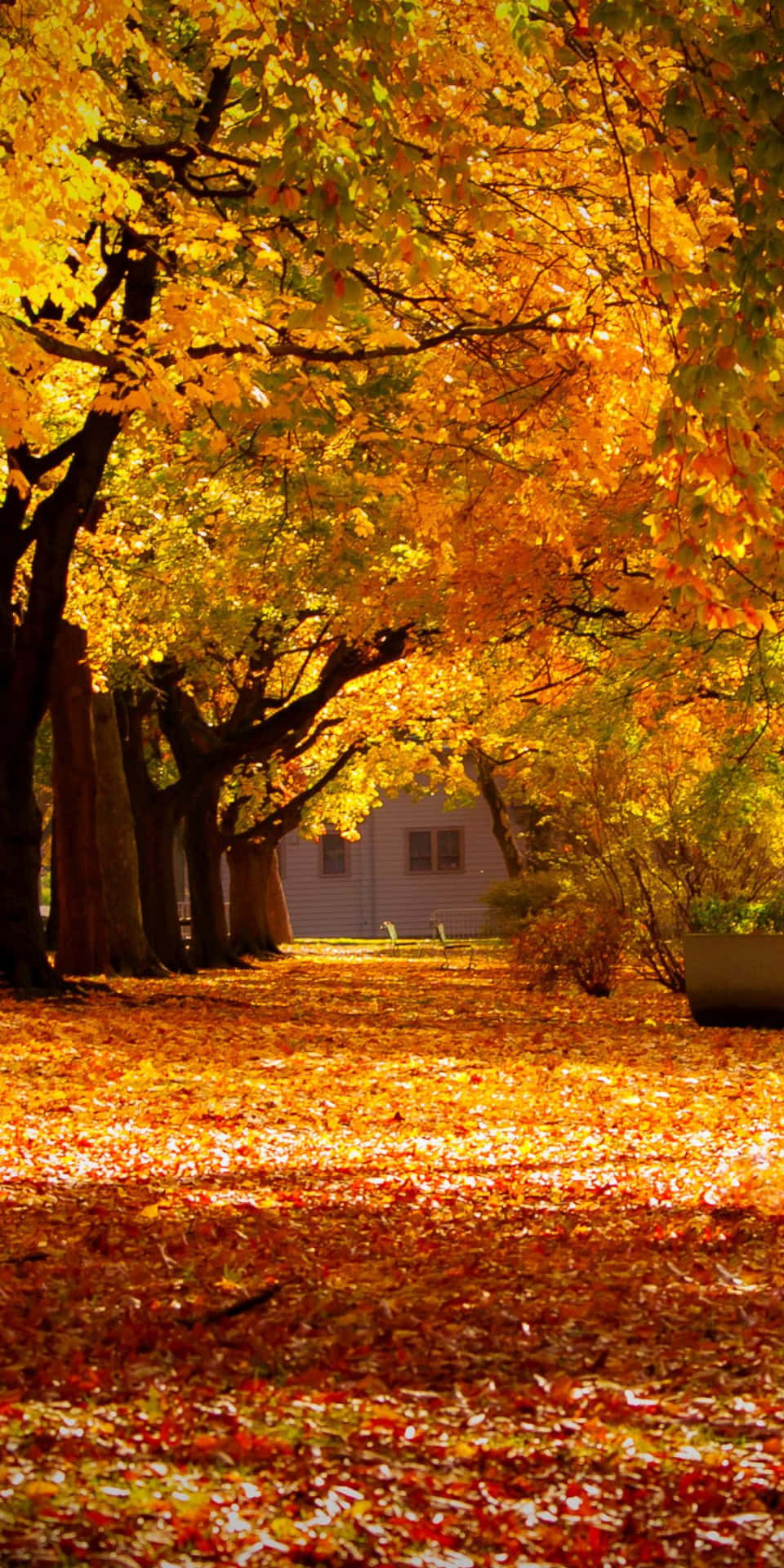 Bench Park Pixel 3 Autumn Background