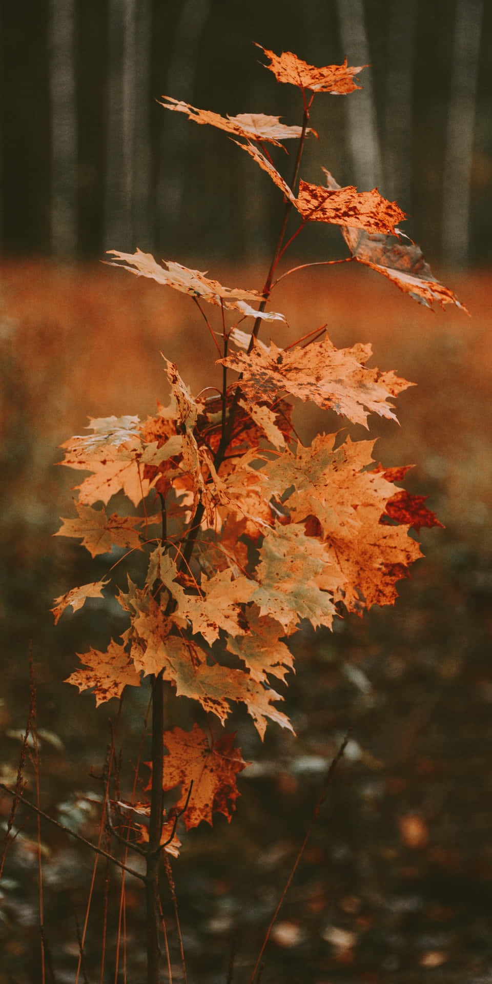 Enhöstsyn Av Pixel 3 Med Livfullt Färgade Löv.