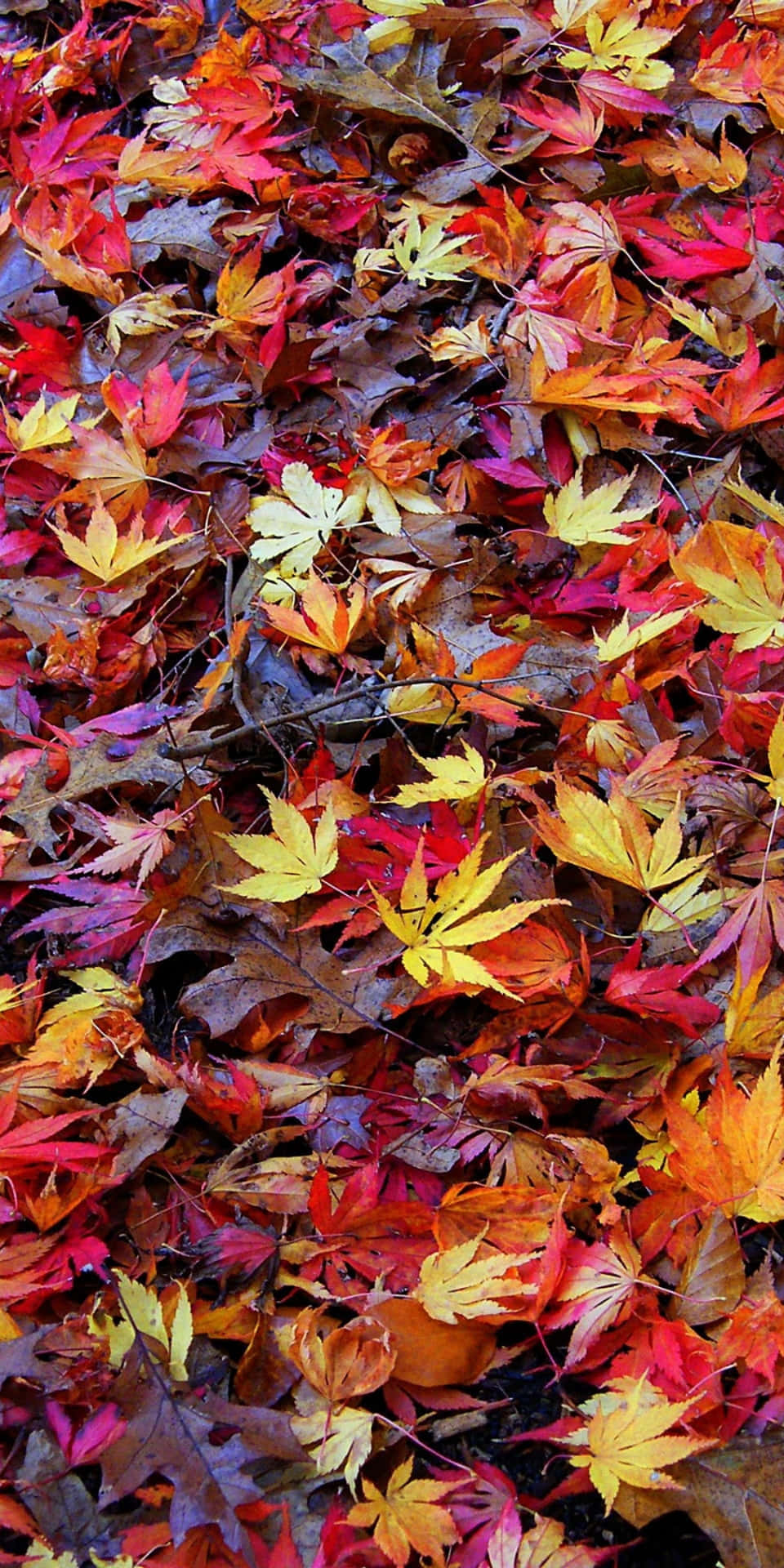 Enjoy the Autumn Warmth with Pixel 3