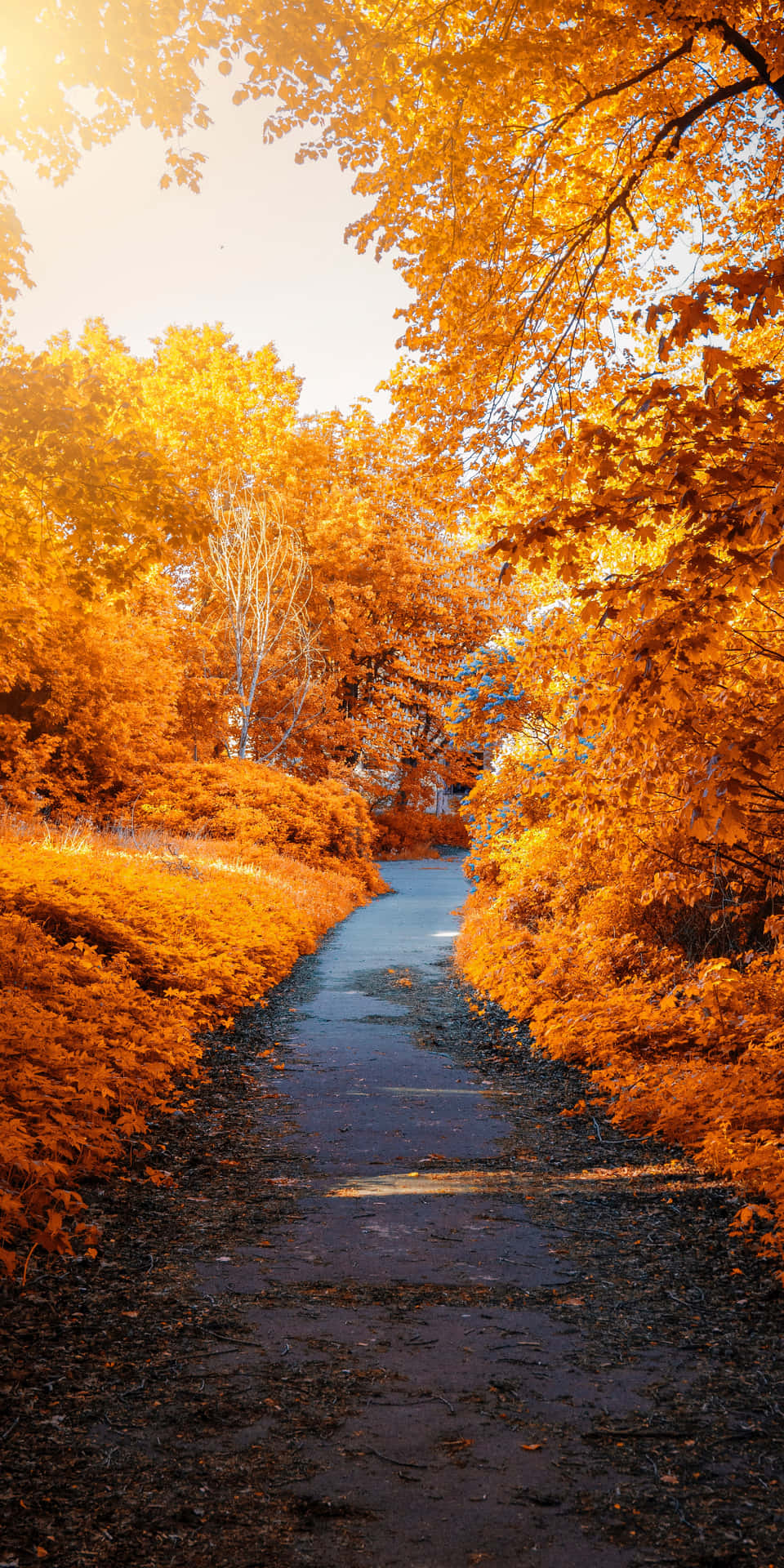 Unaluminosa Mattina D'autunno Nel Bosco Con Un Pixel 3 In Mano
