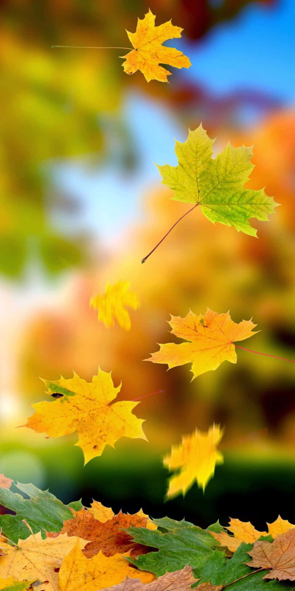 Genießensie Die Schönheit Des Herbstes Mit Dem Pixel 3!