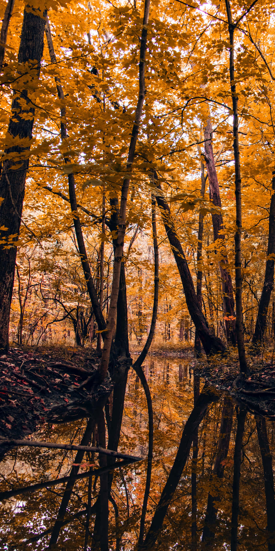 Enjoy the beauty of autumn with the Google Pixel 3