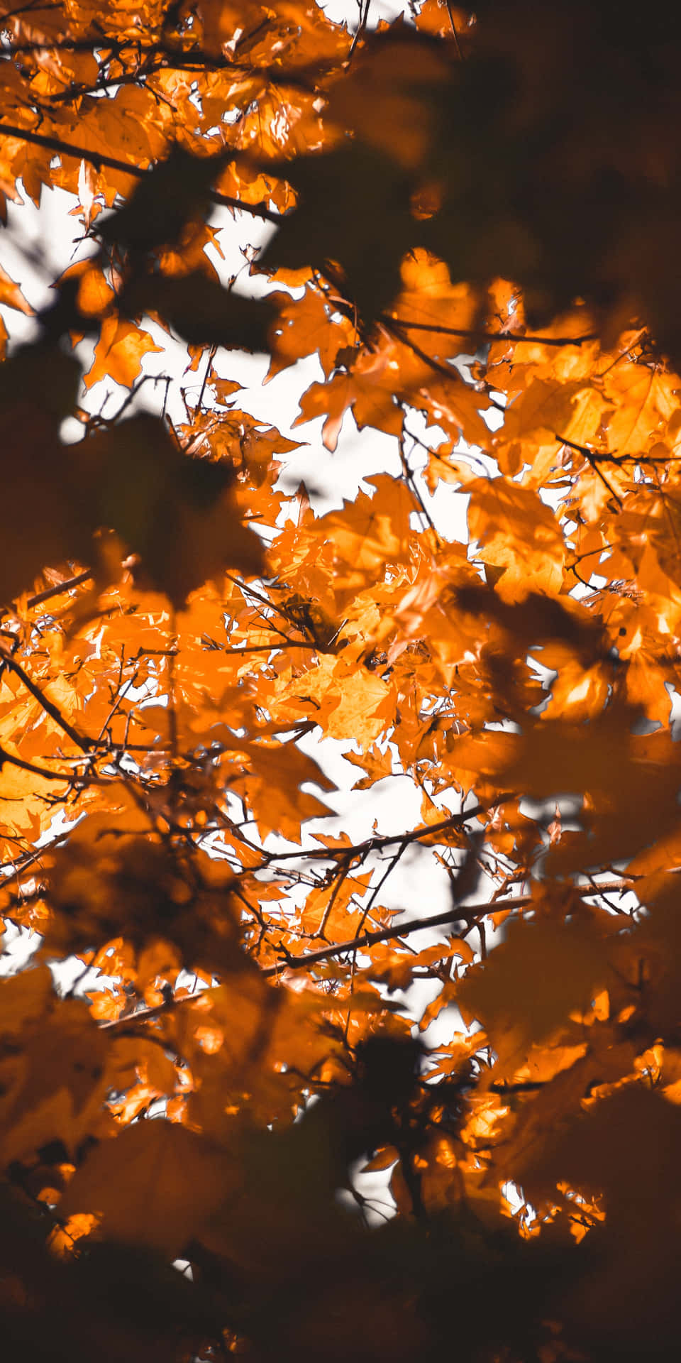 Pixel3 Hintergrund Mit Herbstlichen Baumblättern Im Schatten