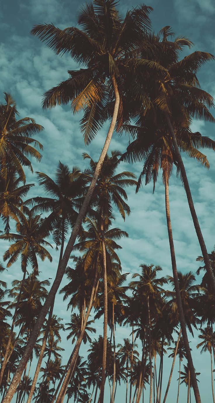Coconut Trees Pixel 3 California Background