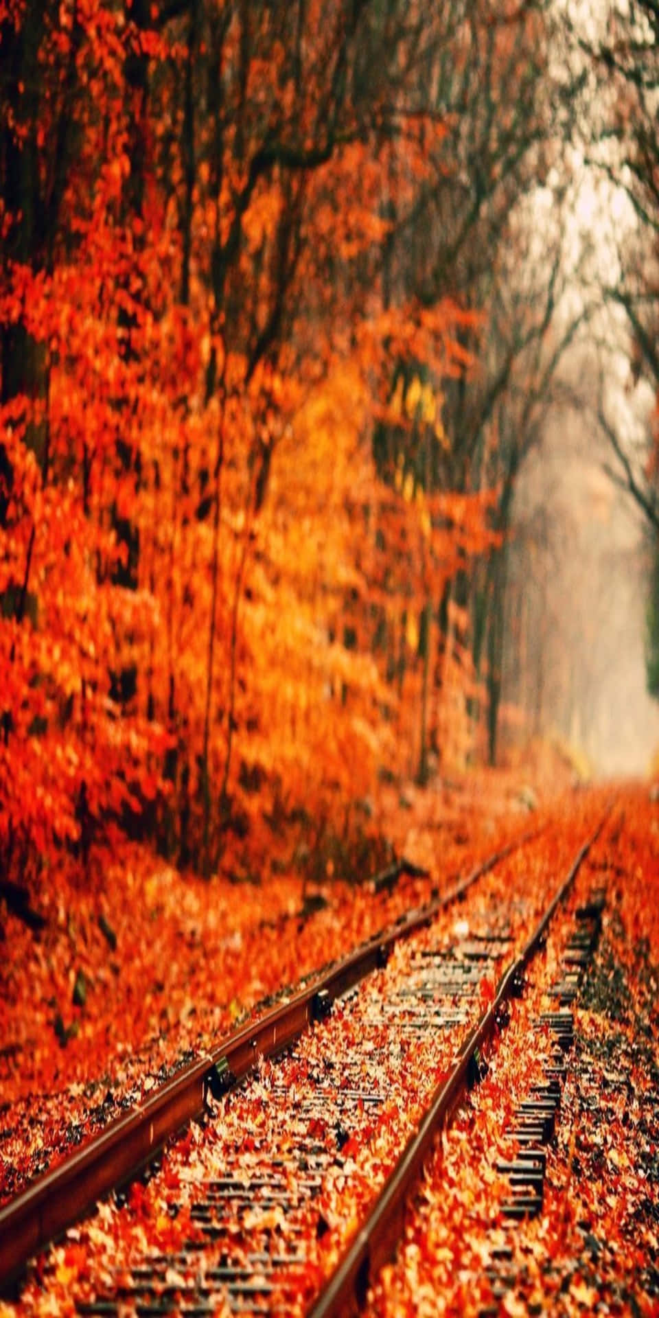Pixel 3 Fall Orange Plants Surrounding A Train Track Background