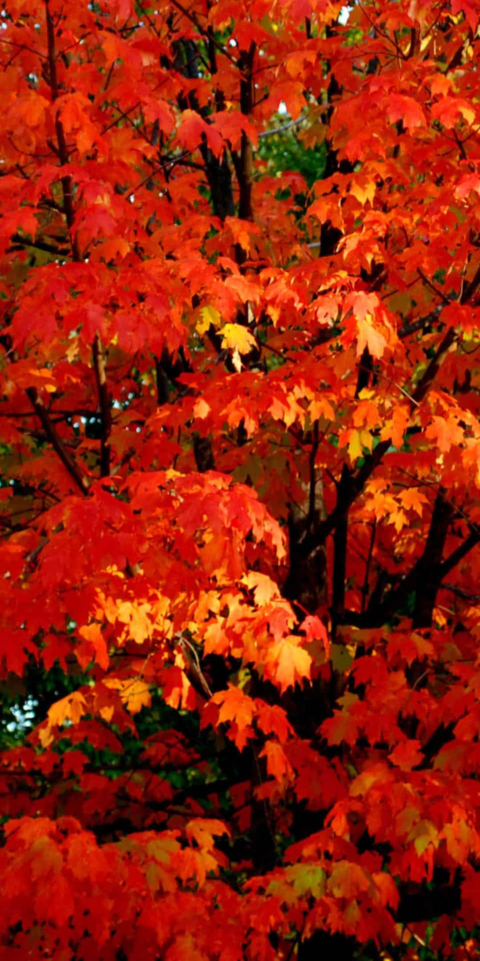 Pixel3 Folhas Laranjas De Outono Em Um Fundo De Árvore De Bordo.