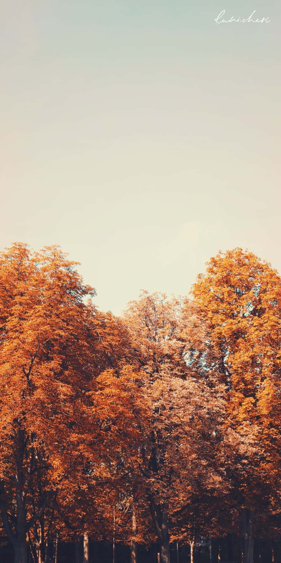 Fundode Tela Do Pixel 3 Com Árvores Alaranjadas Do Outono E Céu Claro.