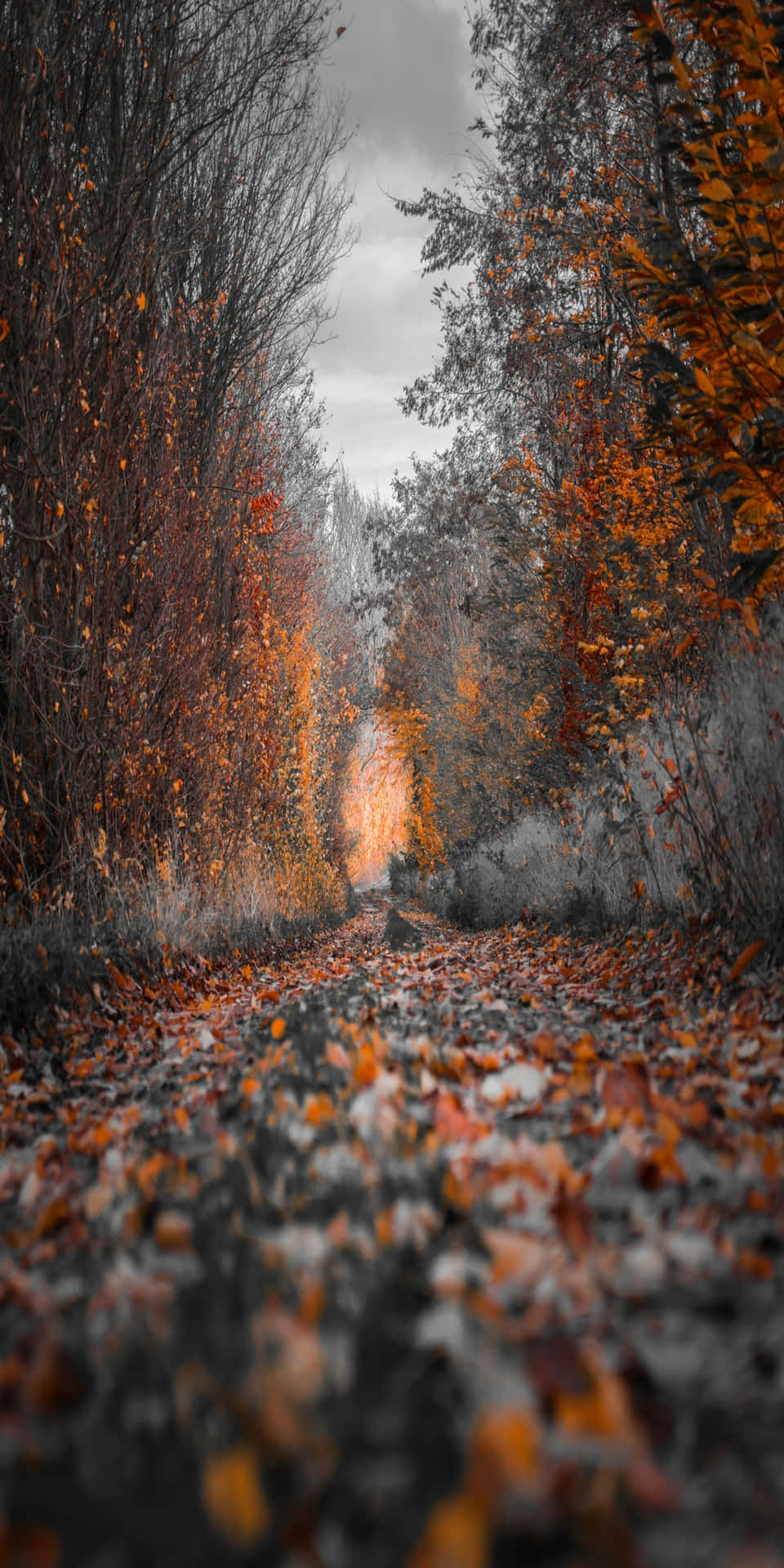 Pixel3 Höst Fallen Löv Foto Taget Från Marken Bakgrund