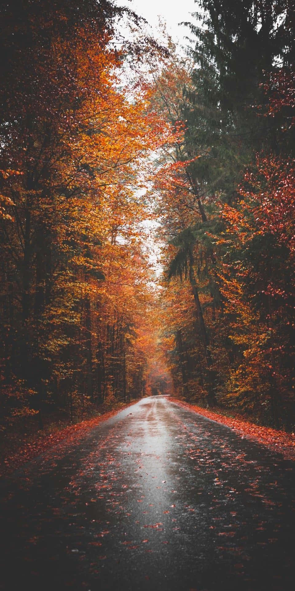 Pixel3 Herbstlicher, Feuchter Asphaltstraßen-hintergrund