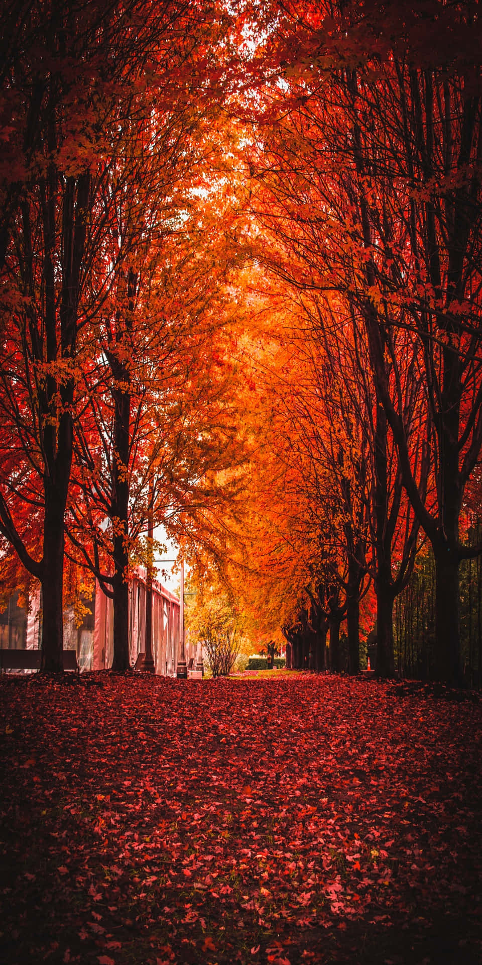 Pixel3 Herbst Fallende Blätter Bedecken Den Boden Hintergrund