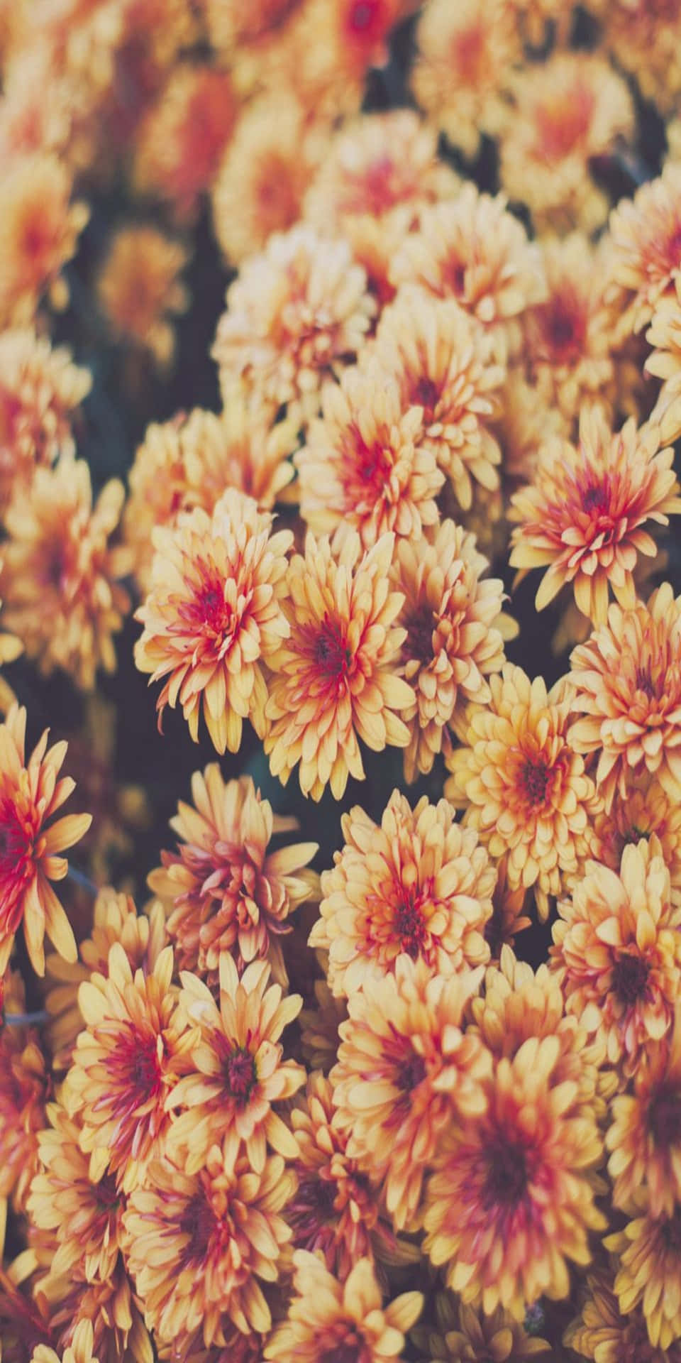 Pixel 3 Fall Flowers With White And Orange Colors Background