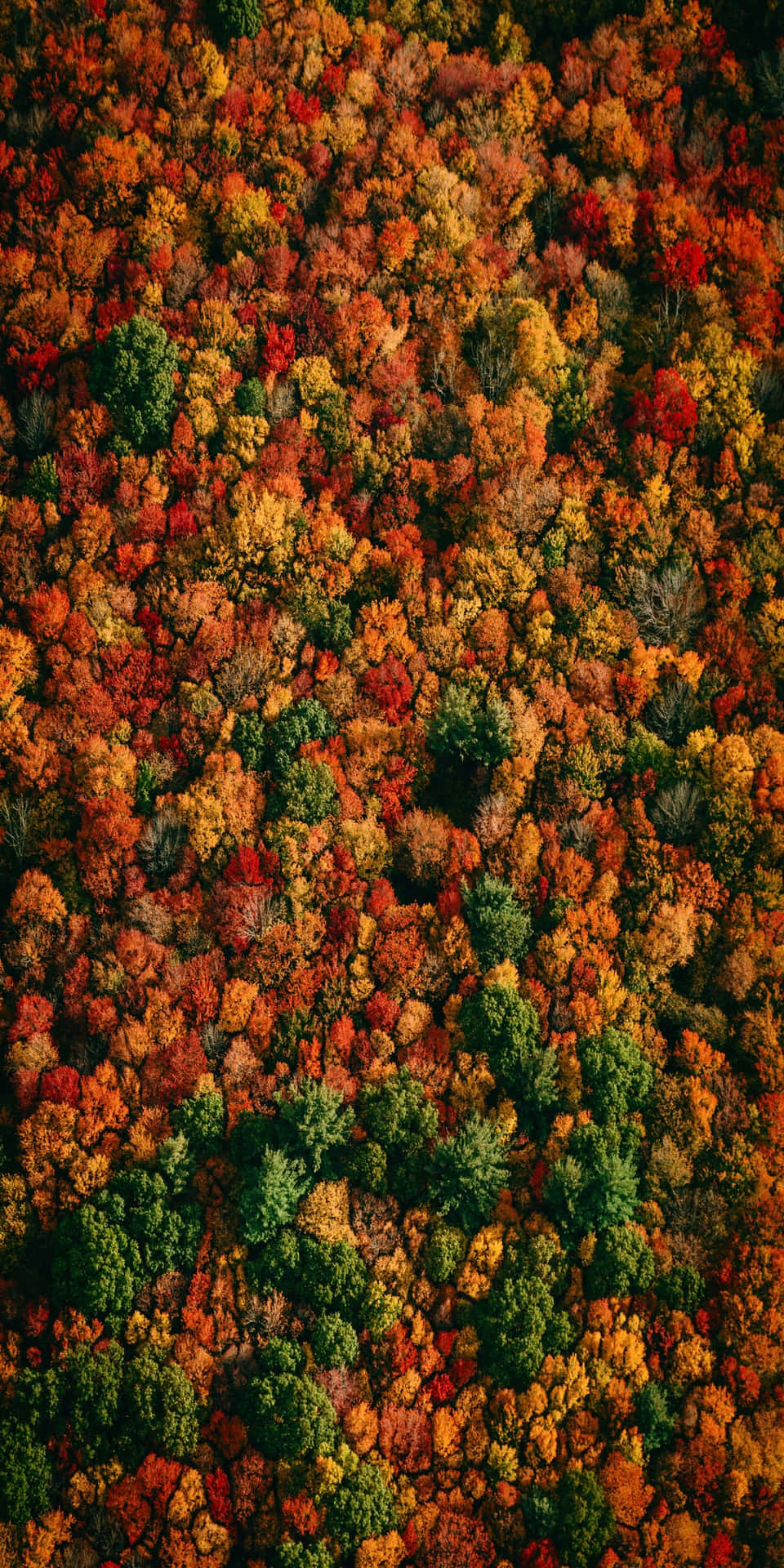 Pixel 3 Fall Top View Orange And Green Trees Background