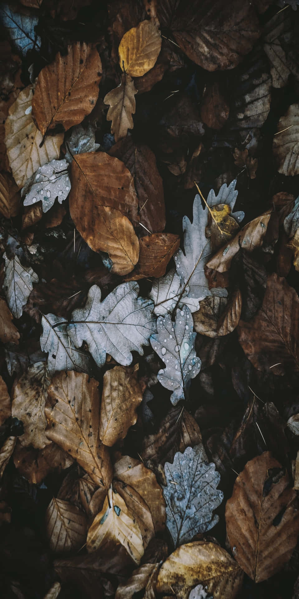 Pixel3 Fall Döda Löv På Marken Bakgrund