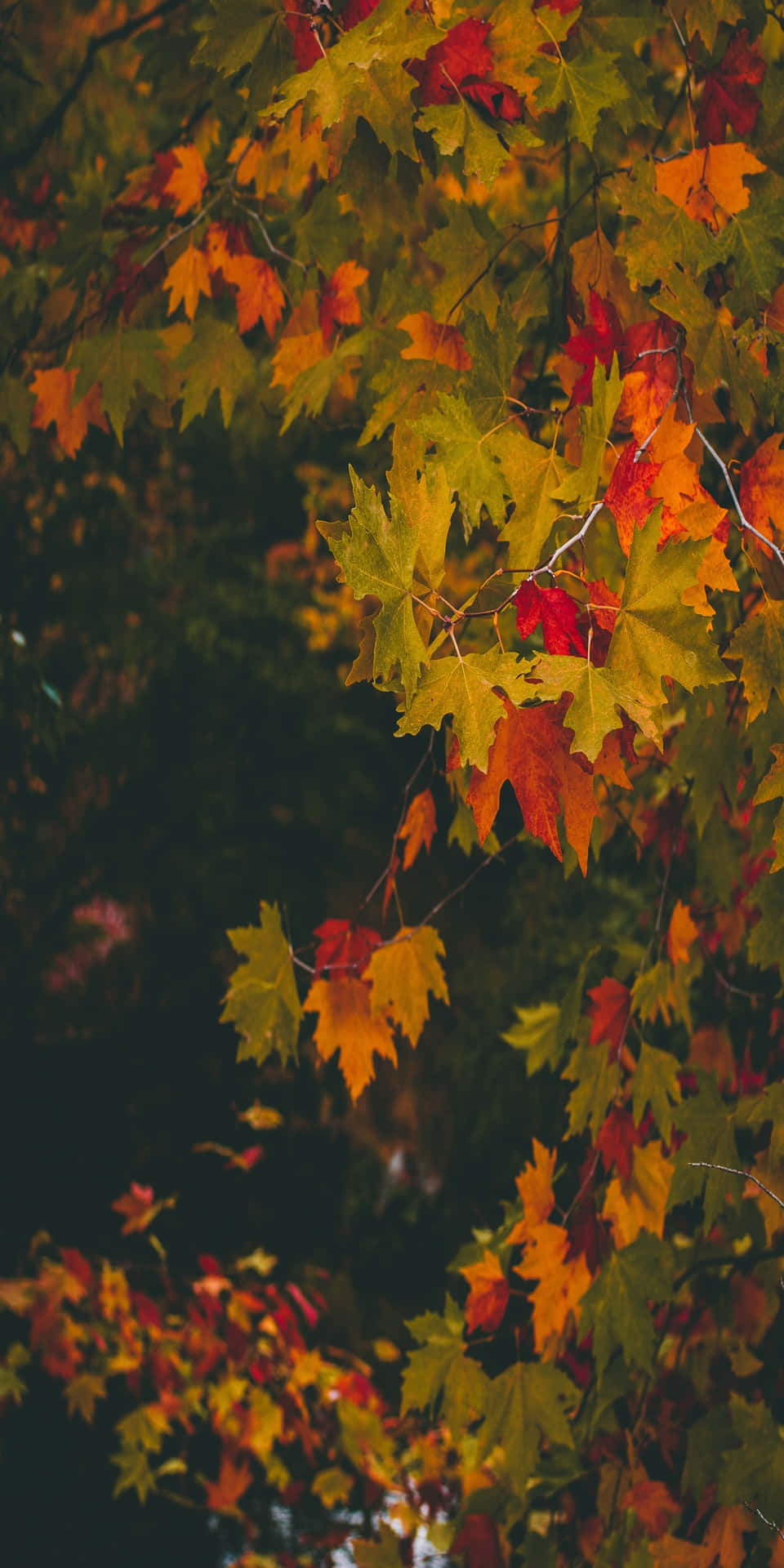 Pixel 3 Fall Orange, Green, Yellow Maple Leaves Background