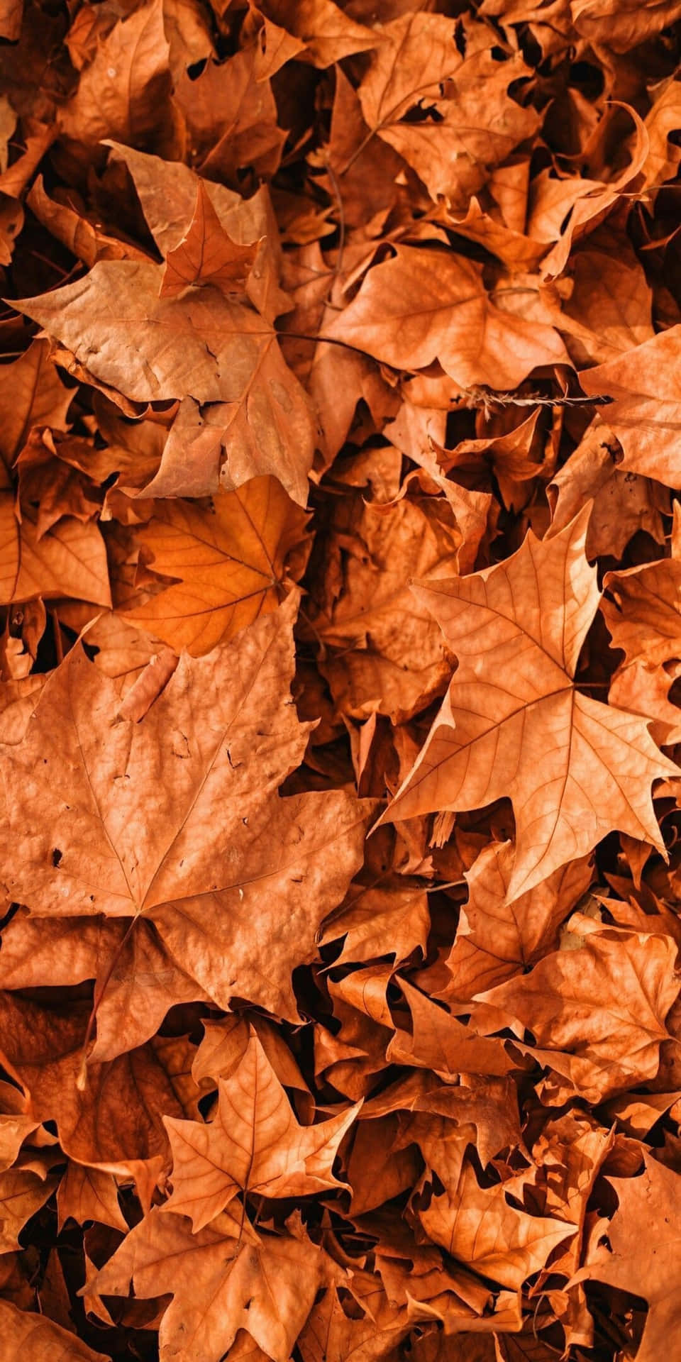 Pixel 3 Fall Dried Dead Maple Leaves Background