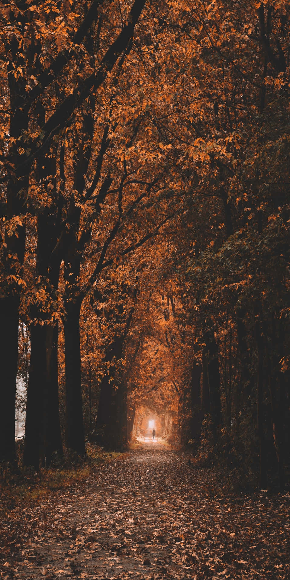Pixel3 Herbst Enger Weg Umgeben Von Bäumen Hintergrund