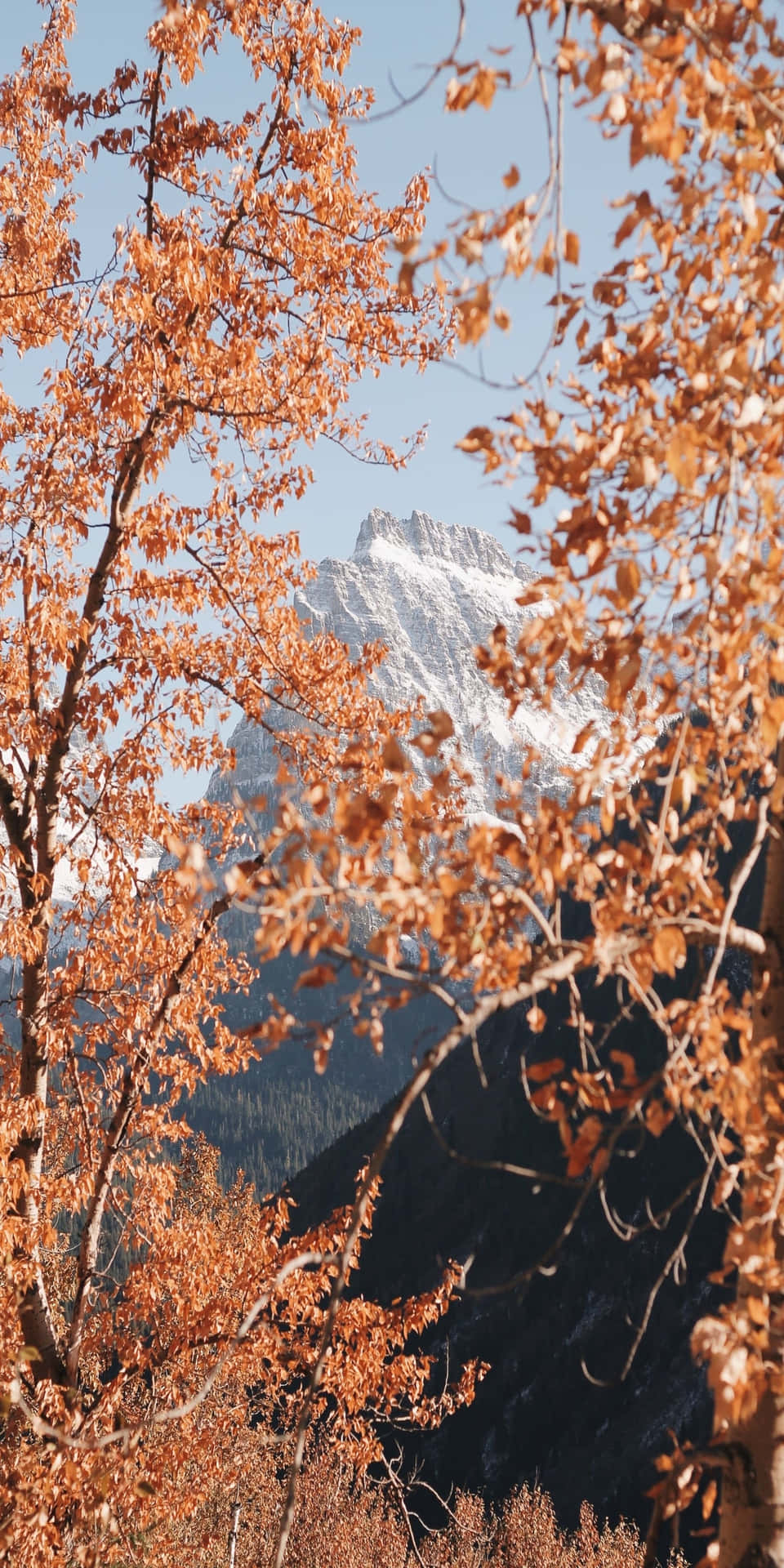 Sfondodi Montagna Con Foglie Autunnali Arancioni Per Pixel 3