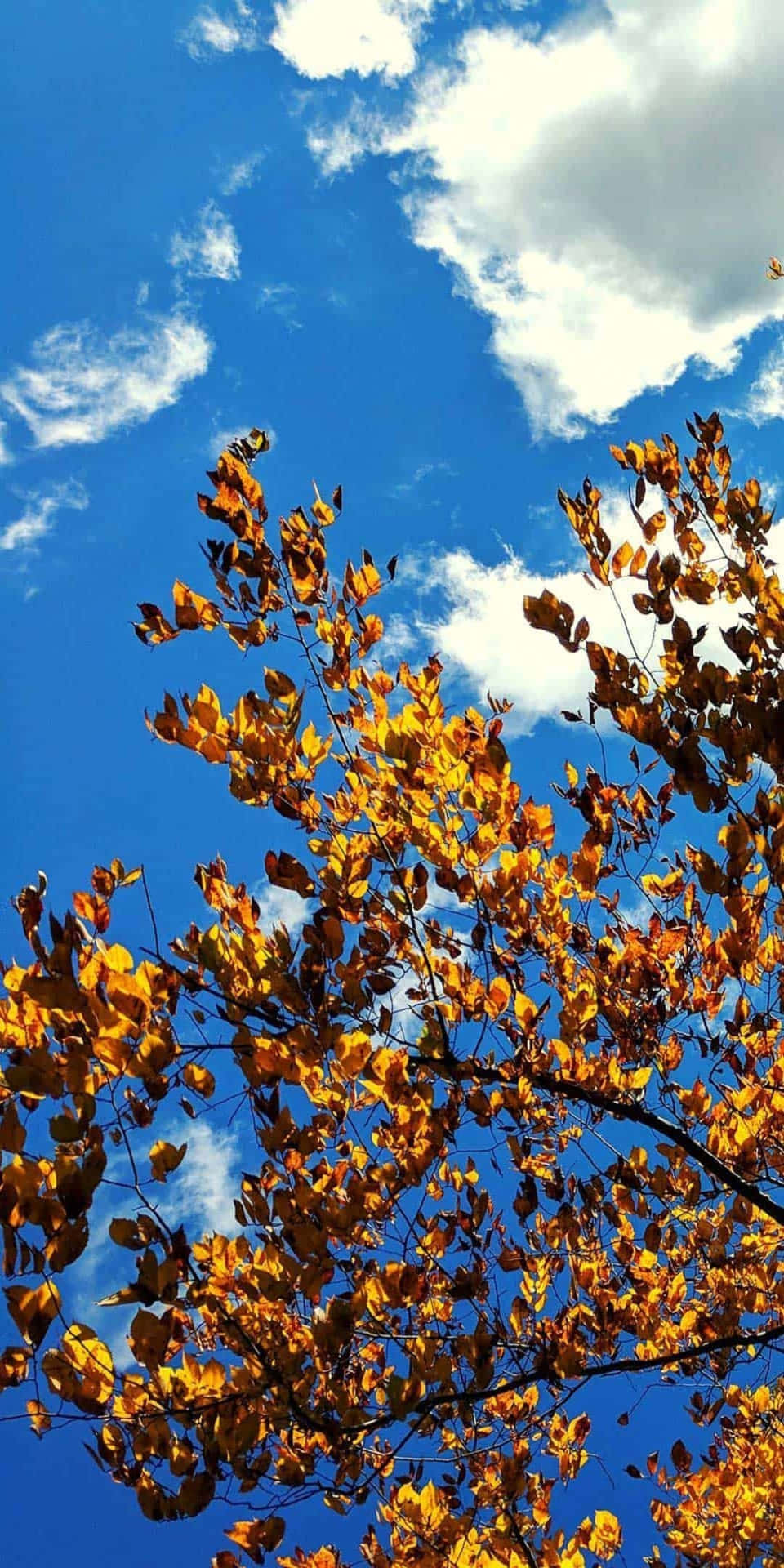 Pixel 3 Fall Orange Leaves Blue Sky Background