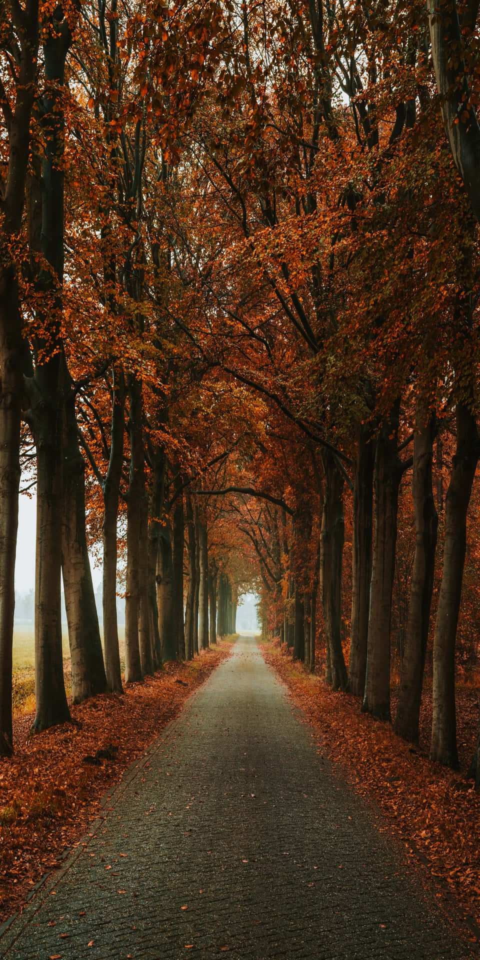 Pixel3 Herbst Steinweg Umgeben Von Orangenbäumen Hintergrund