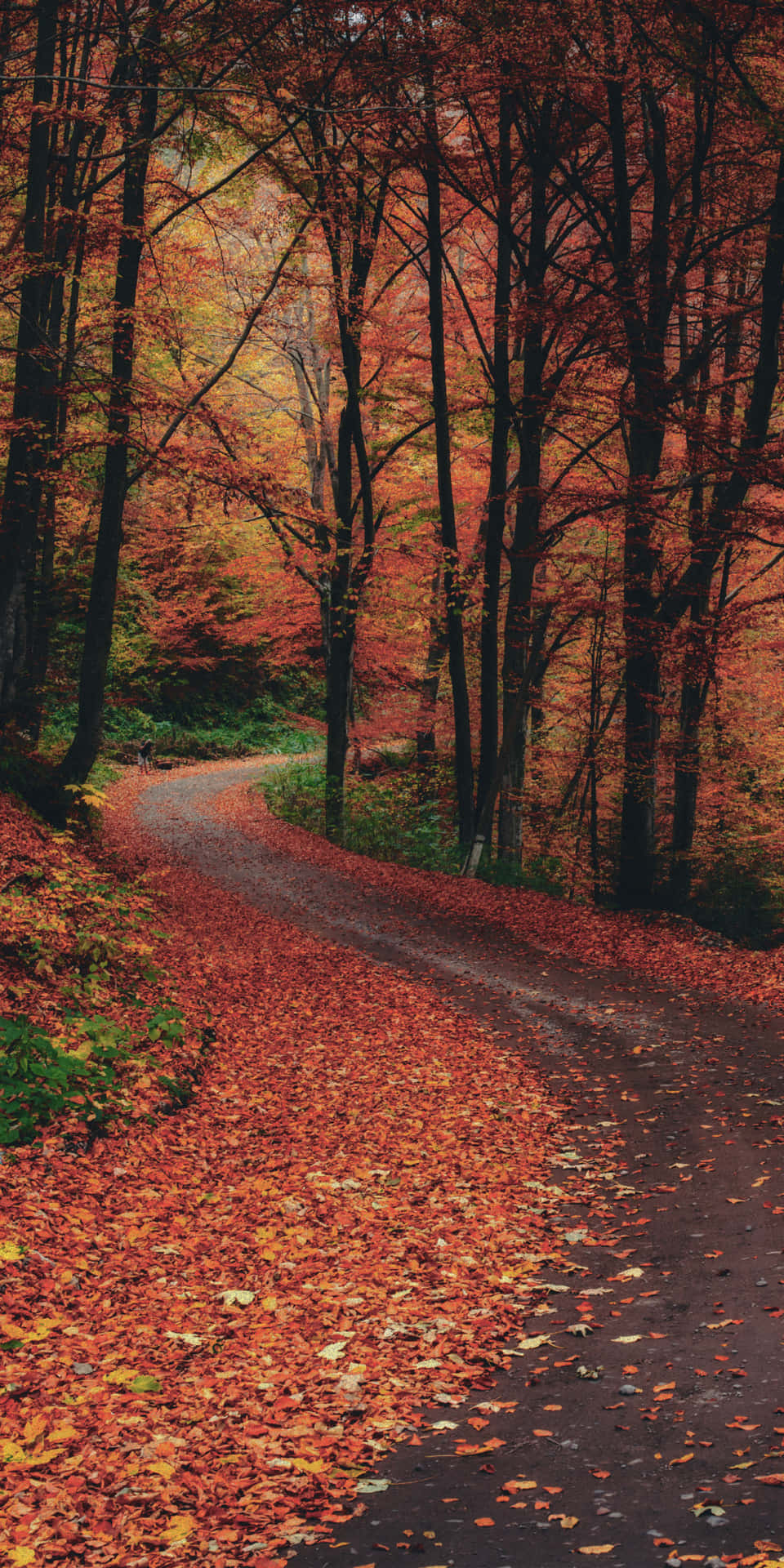 Fundode Tela Pixel 3 Outono Com Estrada Curvilínea Cercada Por Folhas Laranjas.