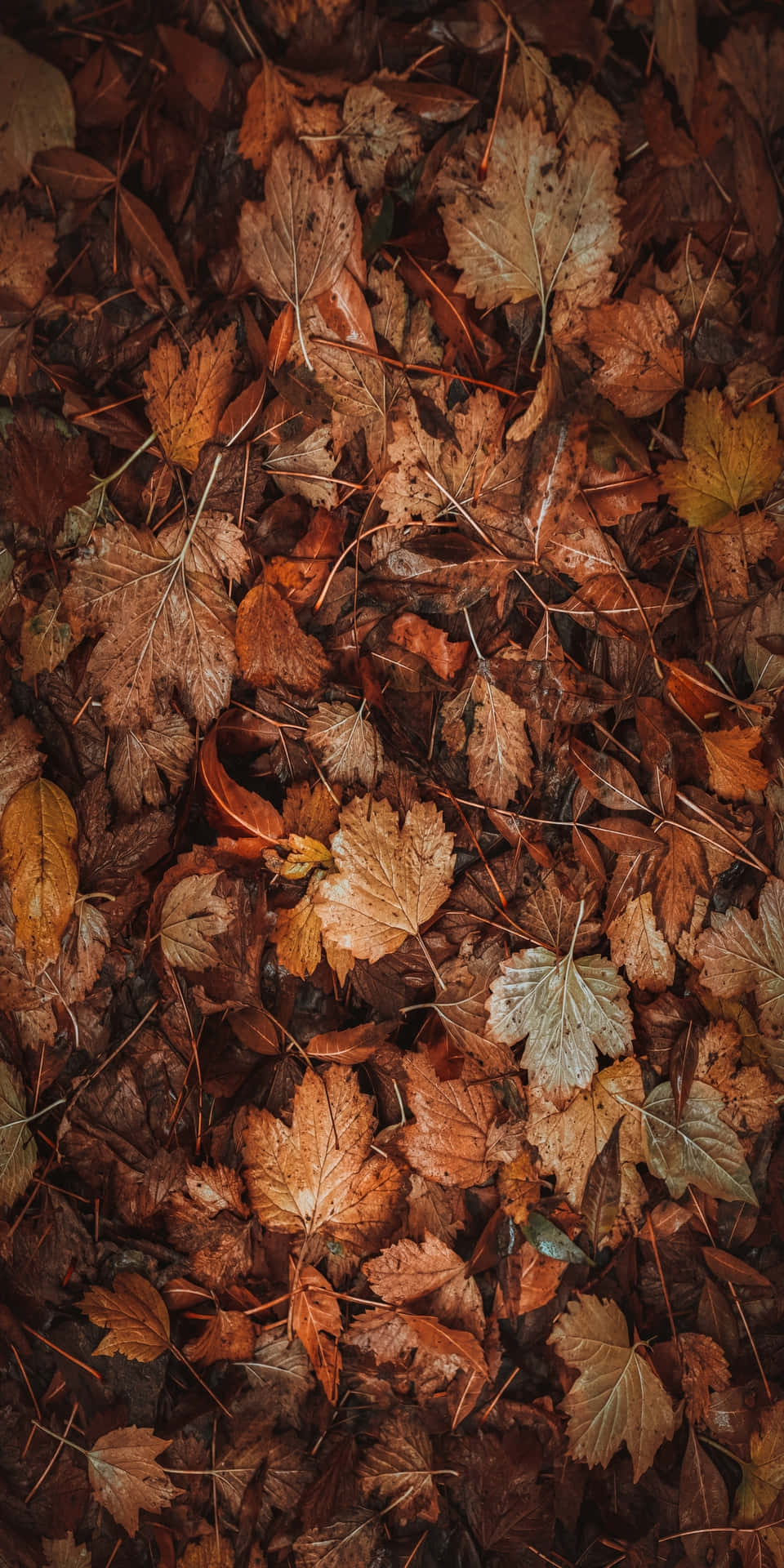 Pixel3 Bakgrundsbild Med Torra Löv På Marken Under Hösten.