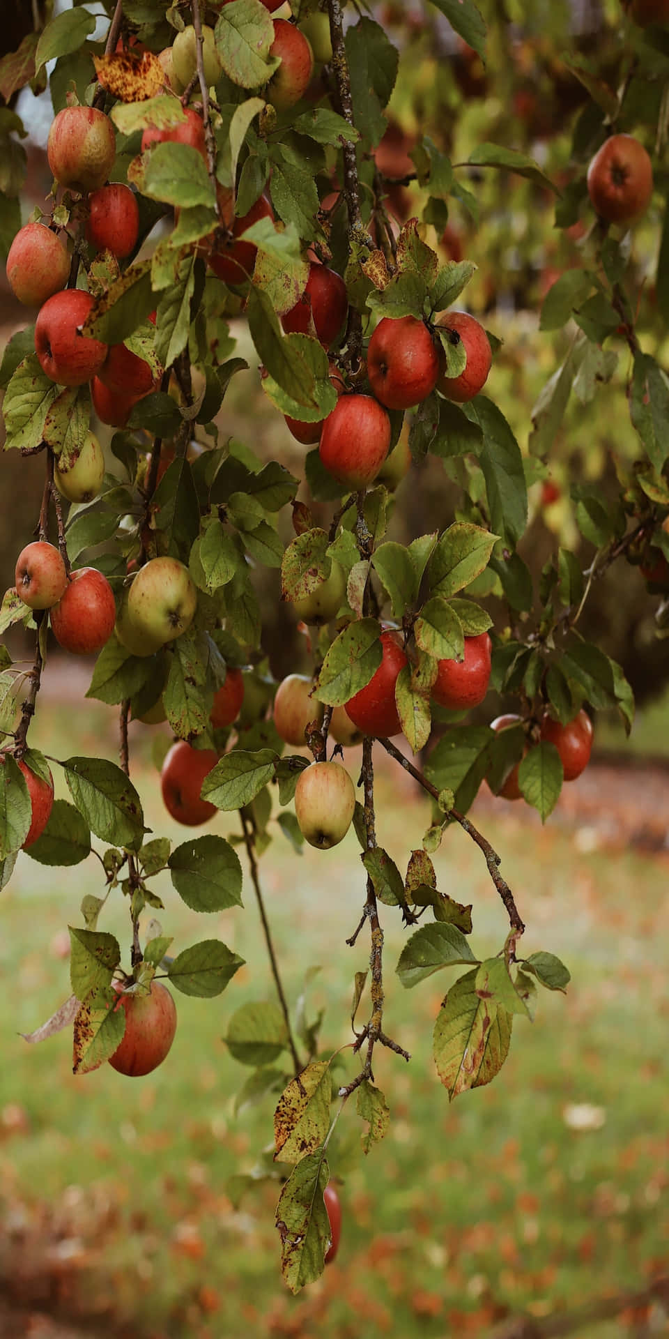 Pixel 3 Efterår Æbler Hænger Fra Træets Baggrund