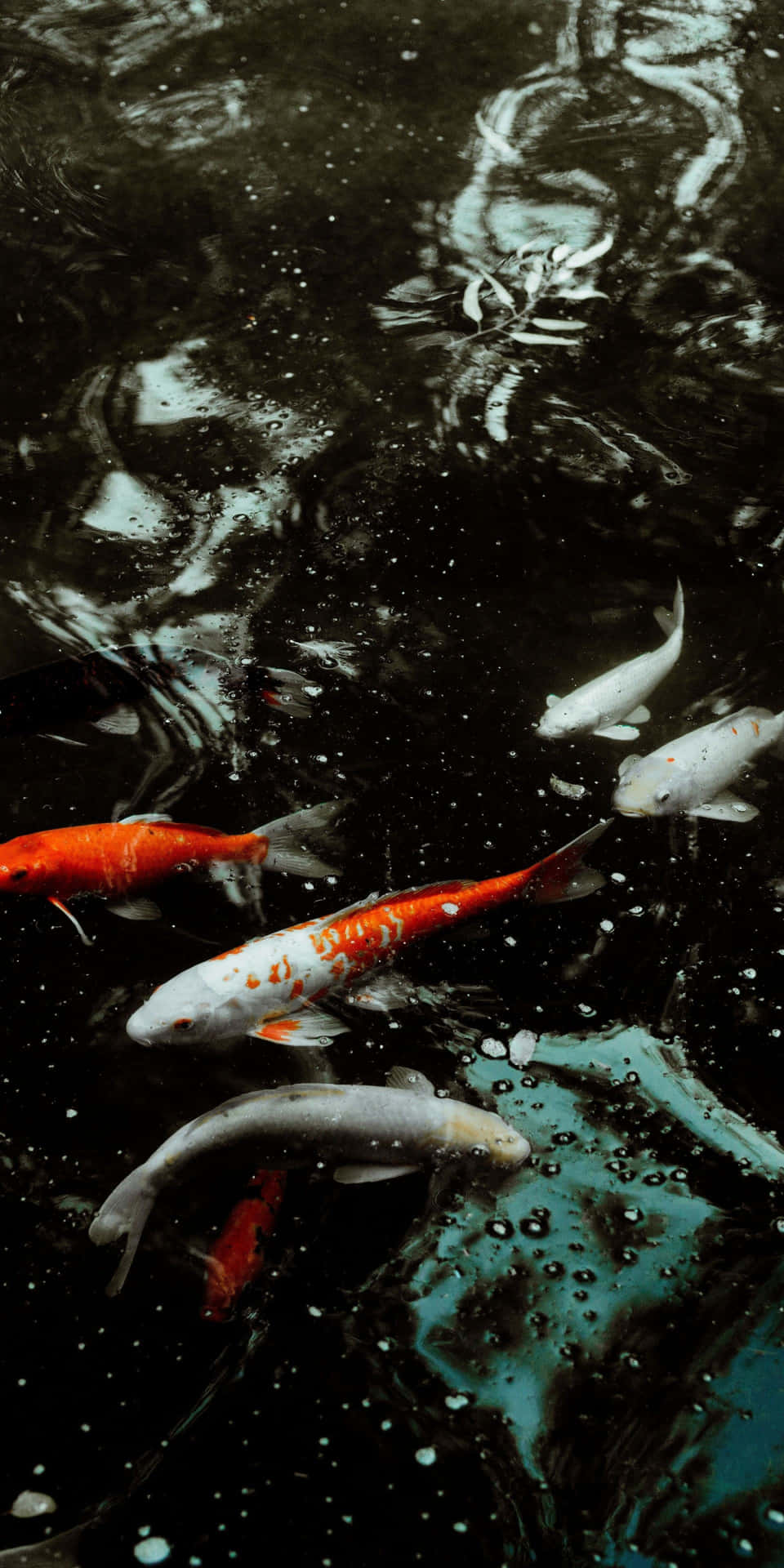 A Group Of Fish Swimming In A Pond